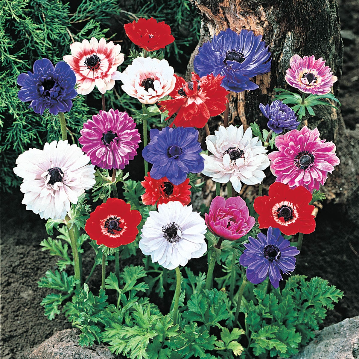 Direct Gardening 96032 Multicolor Flowering Anemone Dormant Bulbs 25 Count
