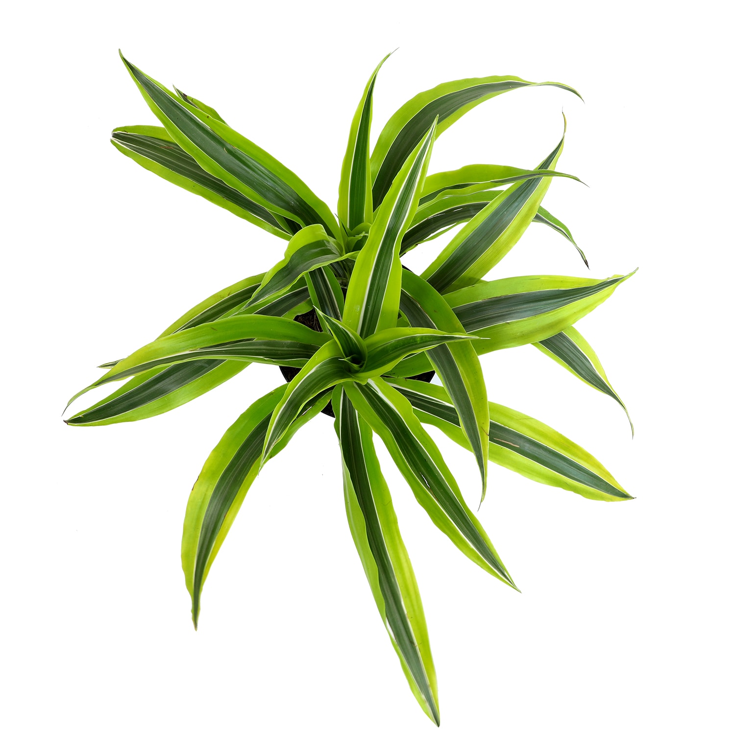 Dracaena Lemon Lime Indoor/Outdoor Plant in Black Plastic Pot