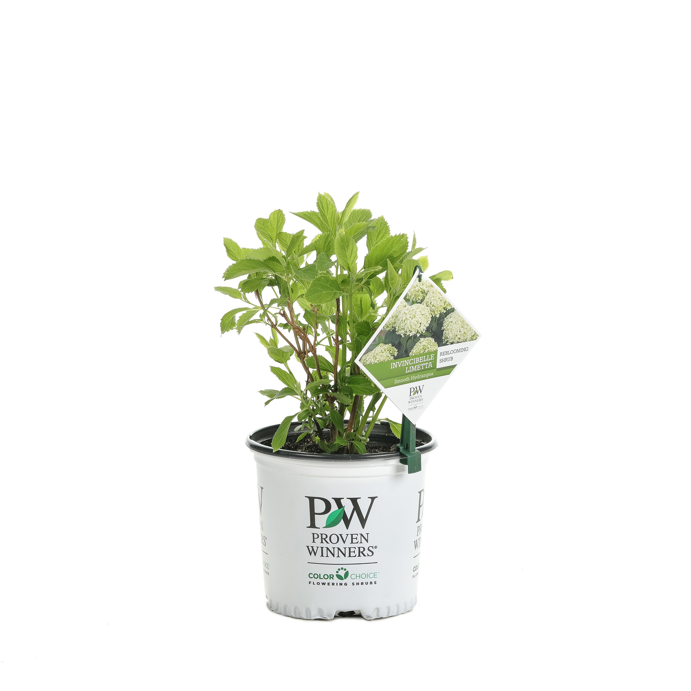 Proven Winners Green Invincibelle Limetta Smooth Hydrangea Flowering