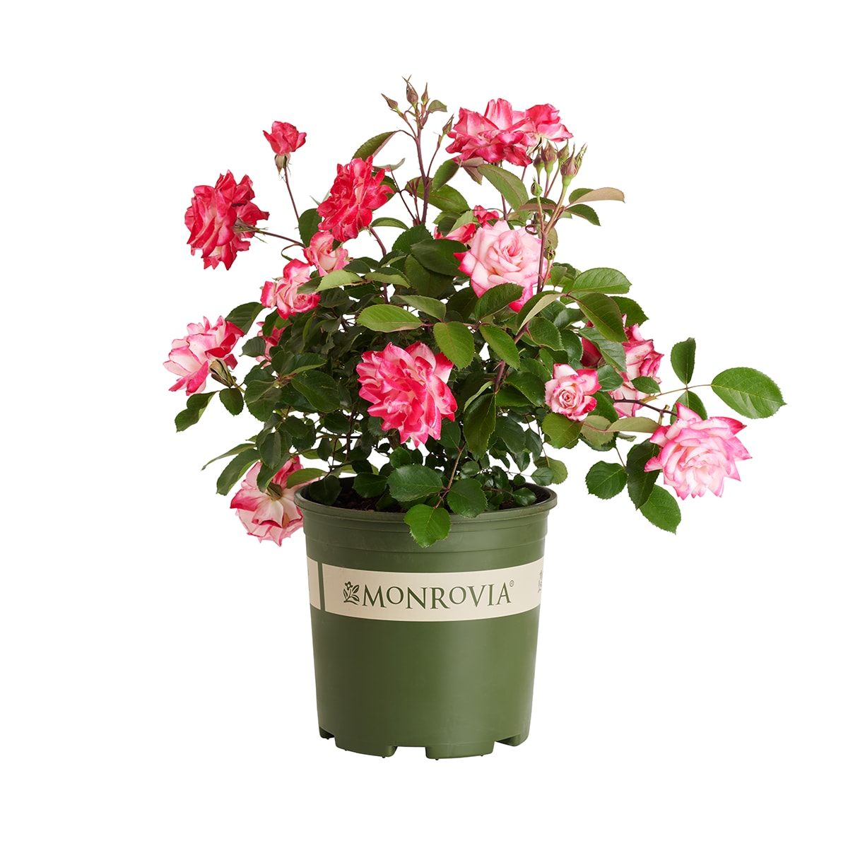 Monrovia Pink Grace N' Grit BiColor Shrub Rose 1.73 -Gallon 1 -Pack in Pot #KT11242123000200000