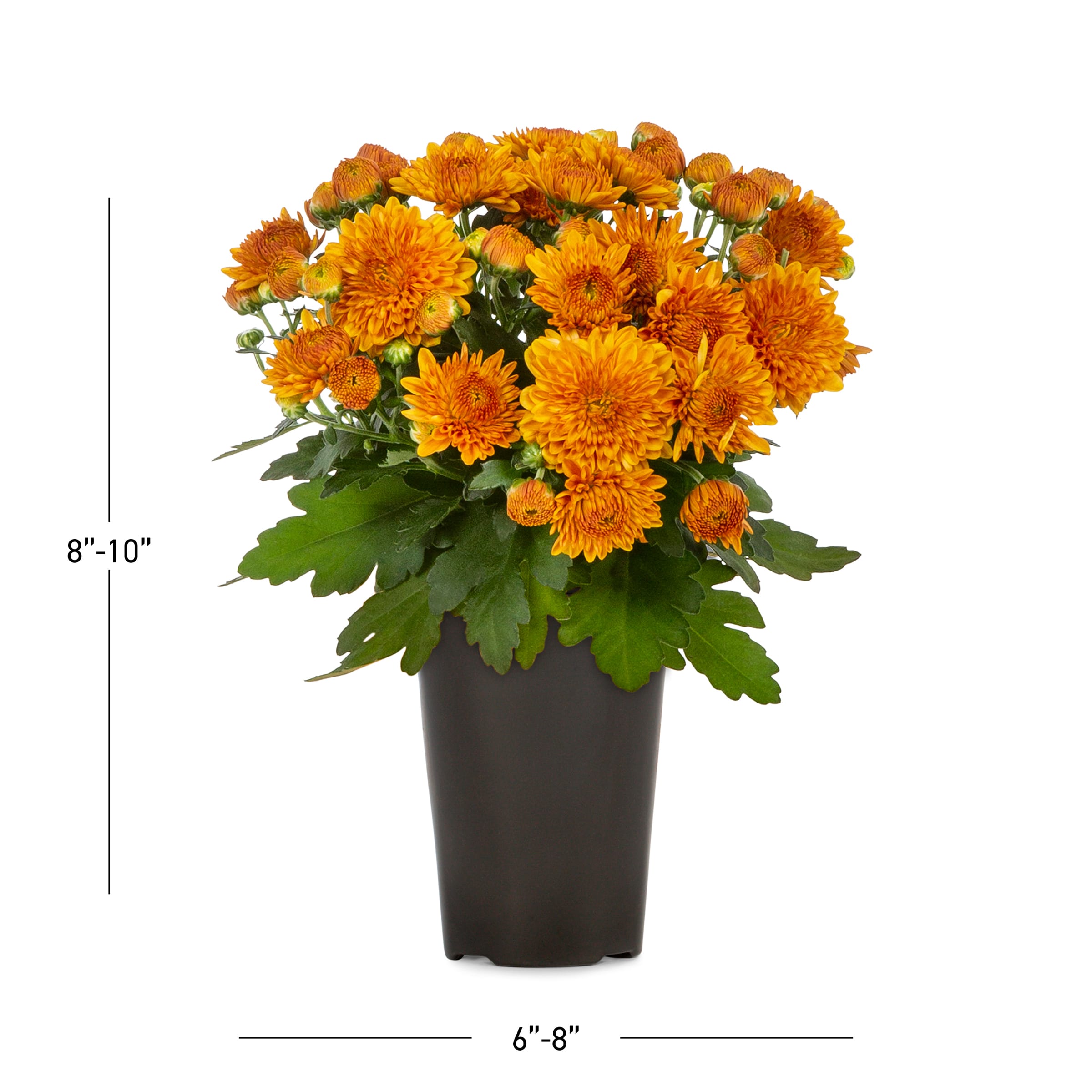 Lowe's 5759810 annuals - View #3