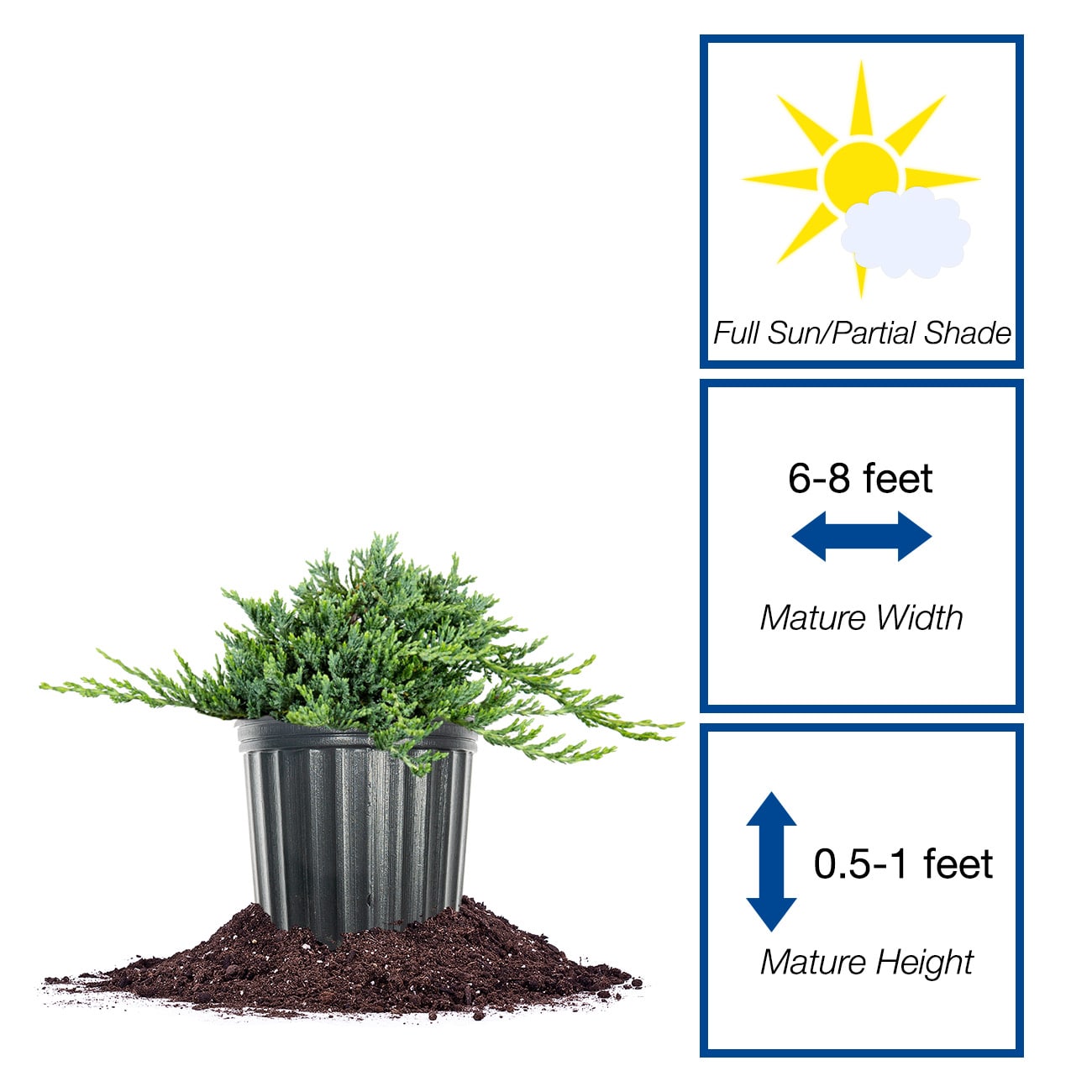 Perfect Plants LOBLUERUGJUNIPER1G shrubs - View #2