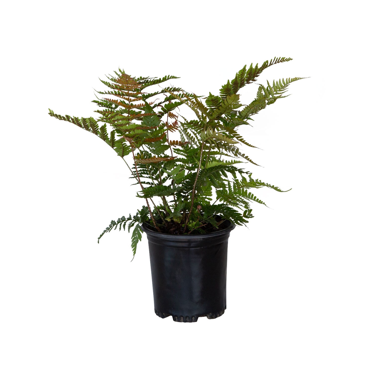 Flowerwood 1278Q-1 Autumn Fern Plant in 2.5 -Quart Pot 1 -Pack