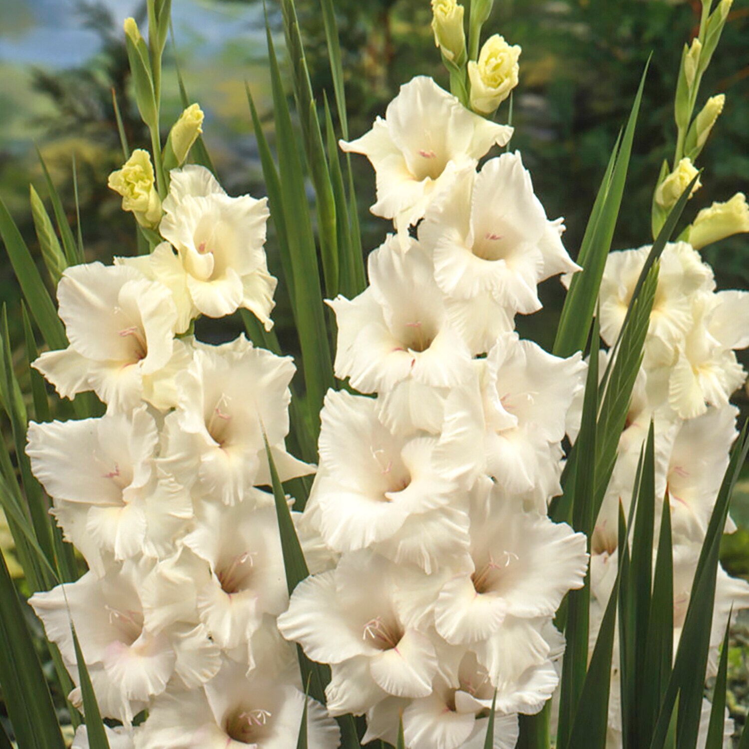 Van Zyverden Multicolor Gladiolus Prosperity Blend Bulbs 25-Count In ...