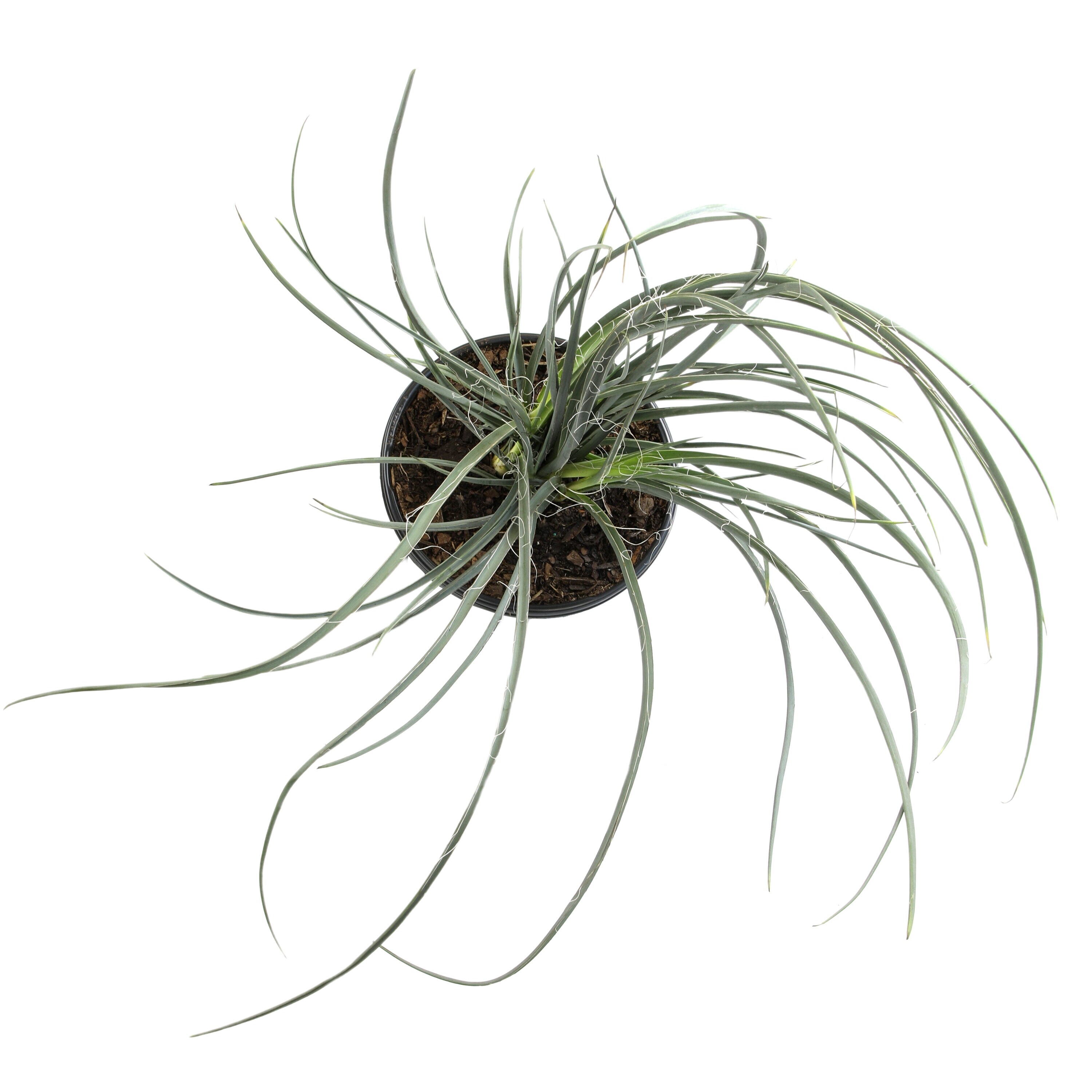 Altman Plants 0872822 Cacti-Succulents - View #7