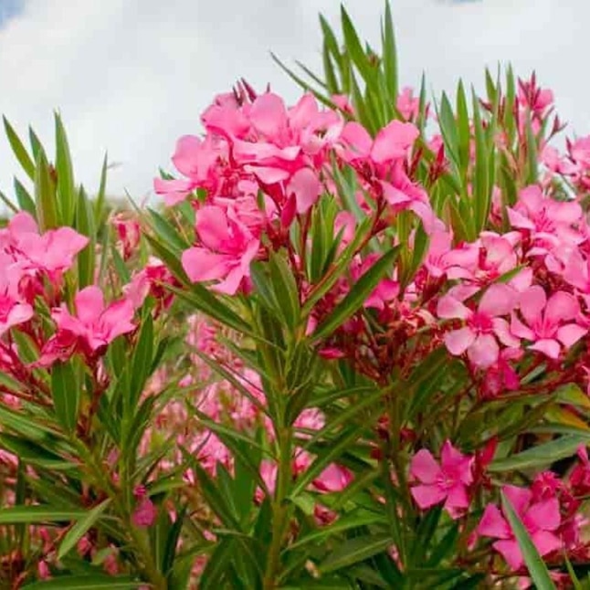 Altman Plants Pink Oleander Tuner's Flirt Dark Pink Flowering Shrub in ...