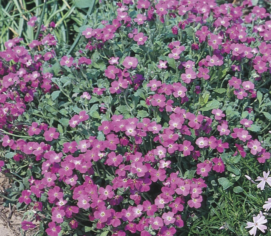 Axcent Deep Purple Rock Cress (Aubrieta 'Axcent Deep Purple') in Lancaster  York Harrisburg Pennsylvania PA at Stauffers Of Kissel Hill