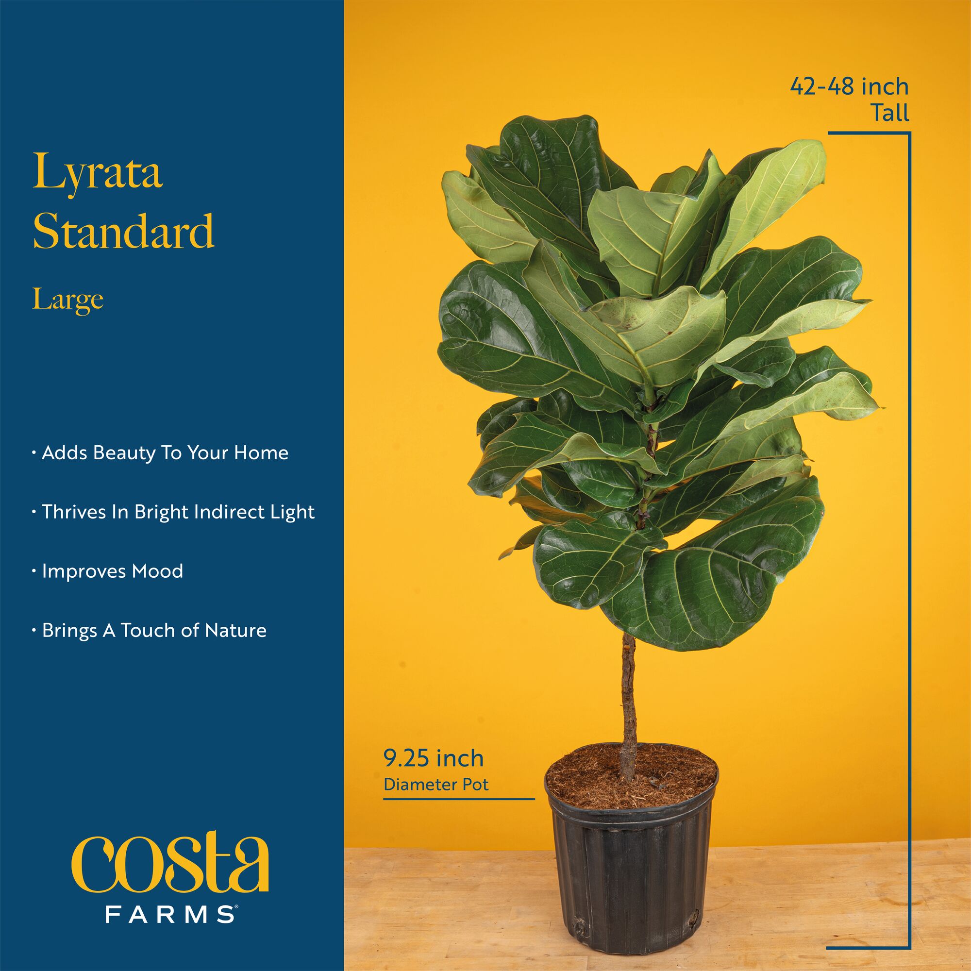 Costa Farms Ficus Lyrata Fiddle Leaf Fig Standard House Plant in 10-in Pot  in the House Plants department at Lowes.com