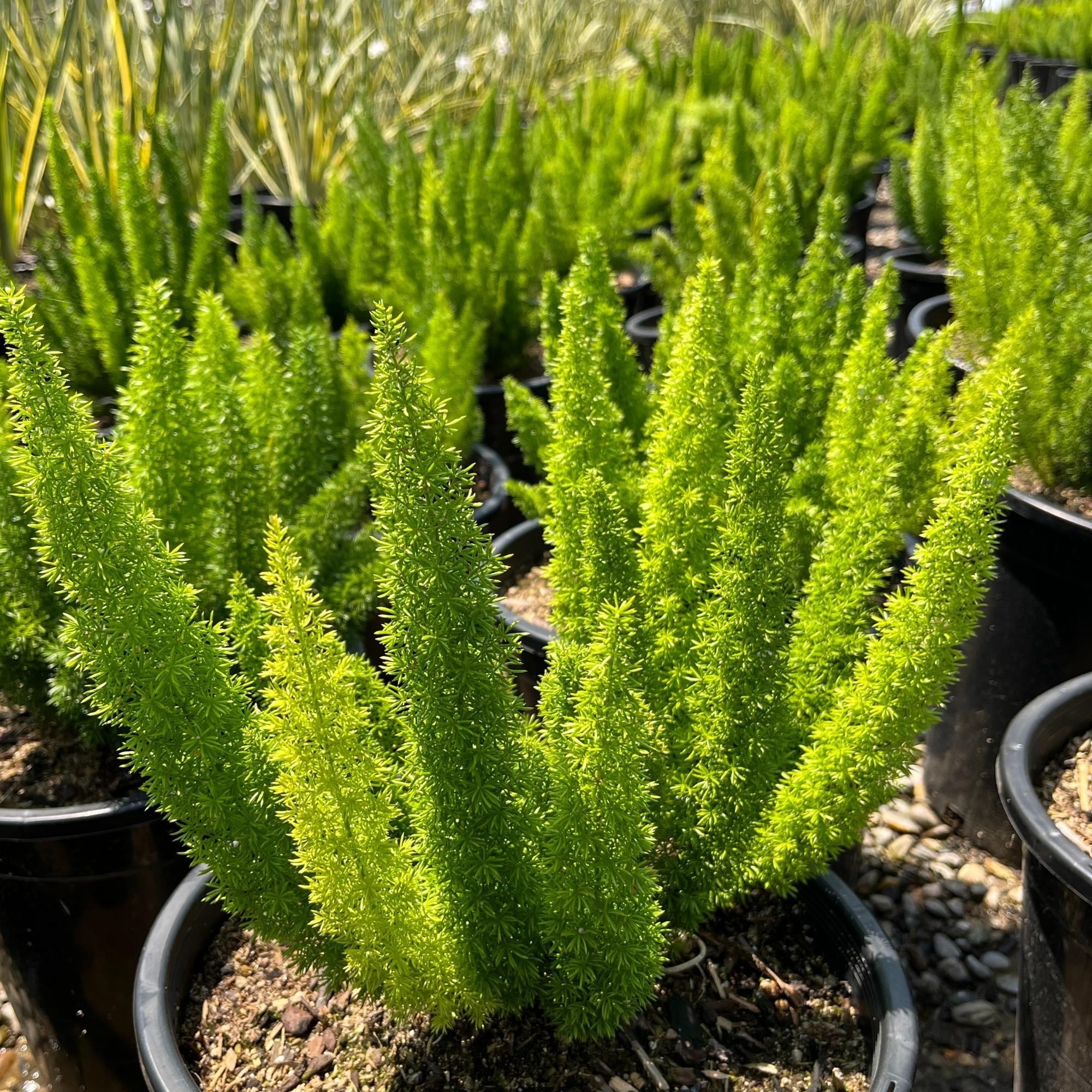 Alder & Oak 4-Pack 1 Gallon Foxtail Fern Shrub in the Shrubs department ...