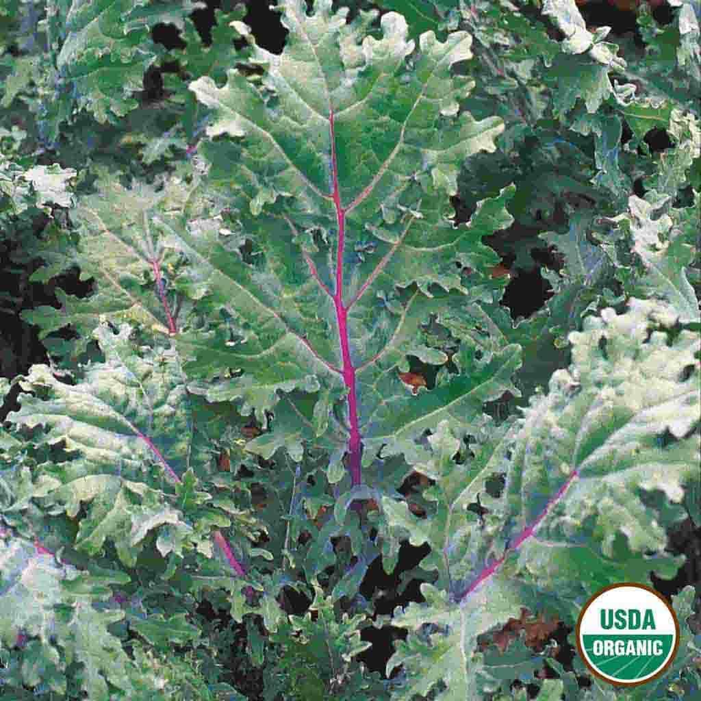 Ferry-Morse LC25.1428 Vegetable-Herb-Seeds - View #3