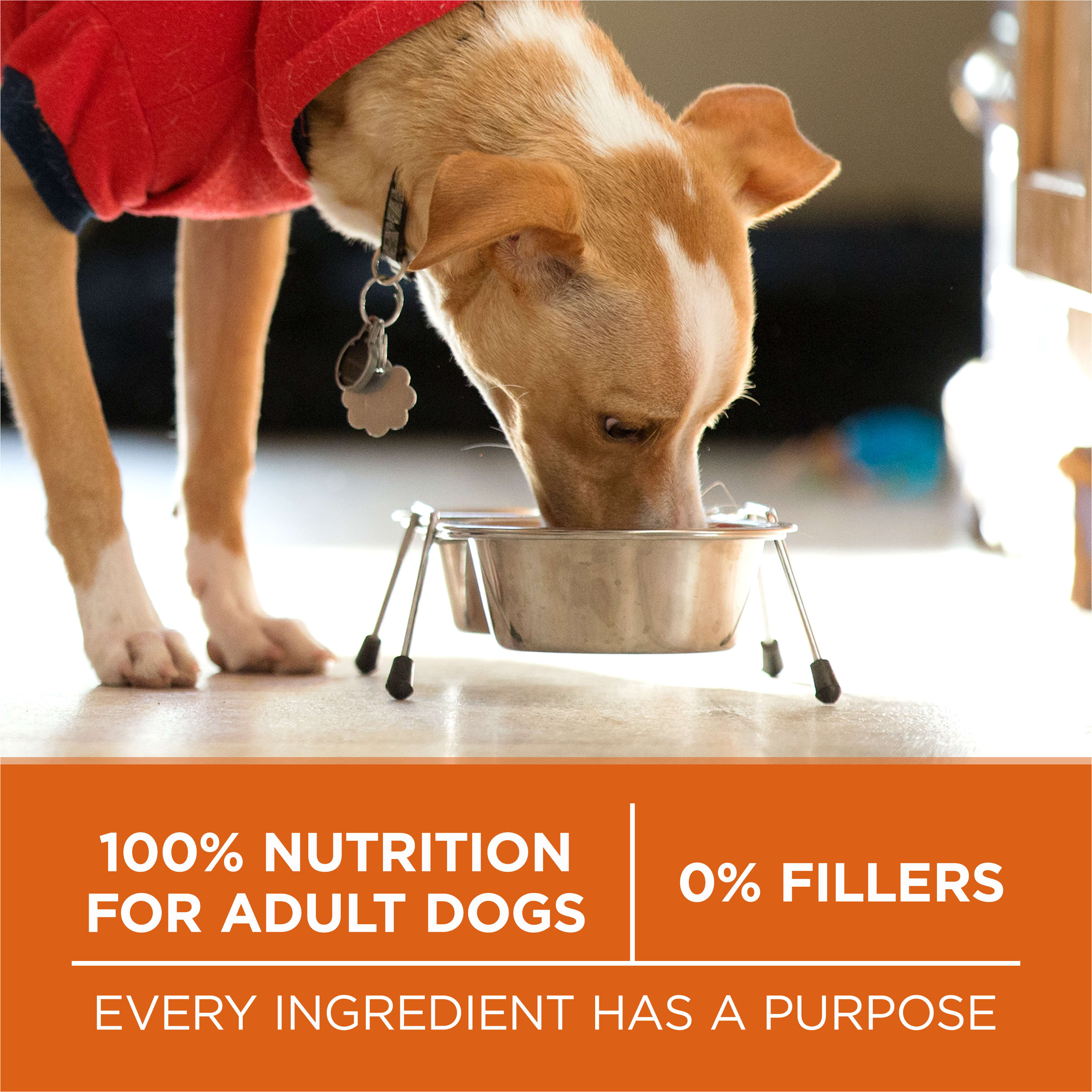 Nestle Purina 001780014920 Wet-Dog-Food - View #7