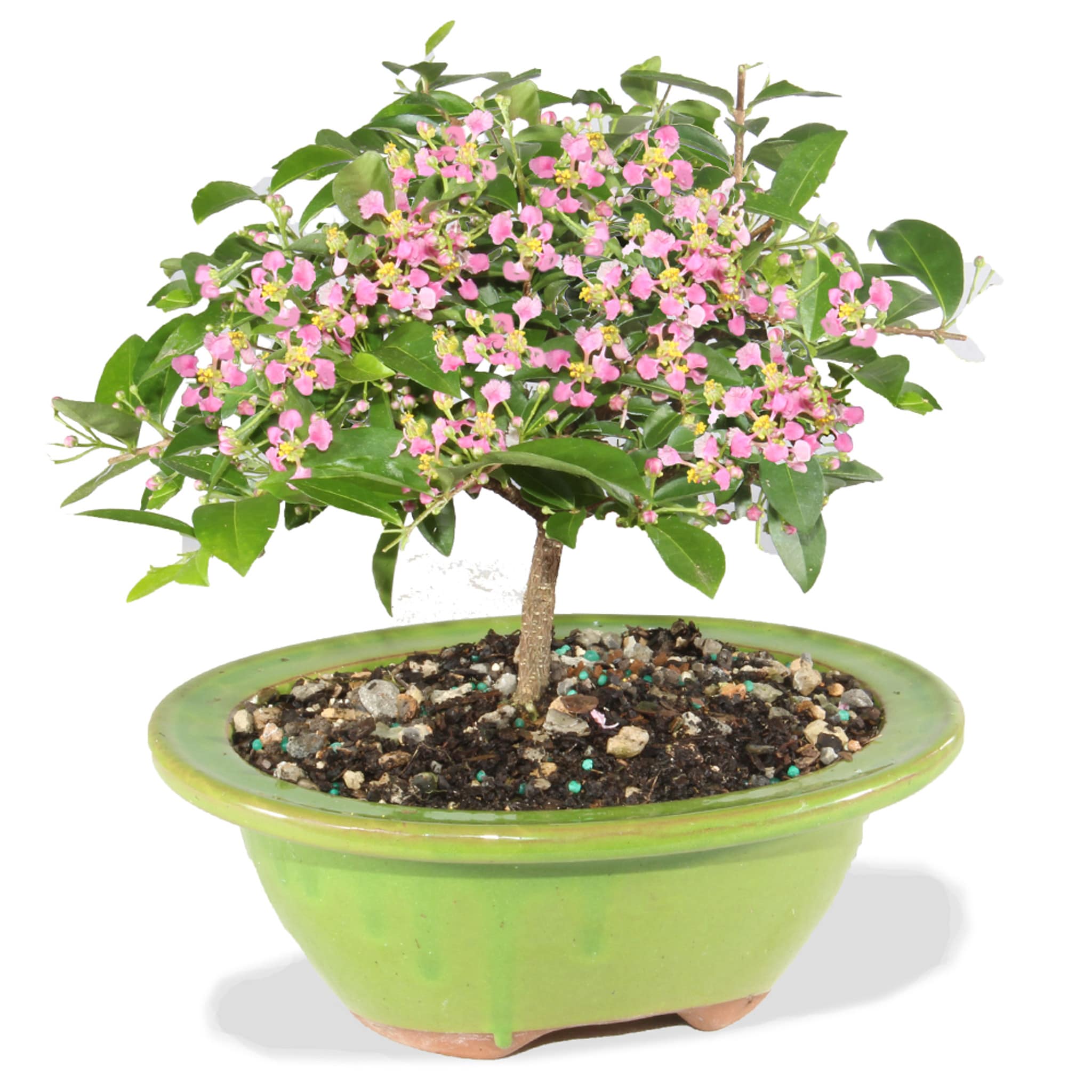 Brussel's Bonsai DT9122BC 1 Feet Pink Flowering Barbados Cherry In pot (with soil)