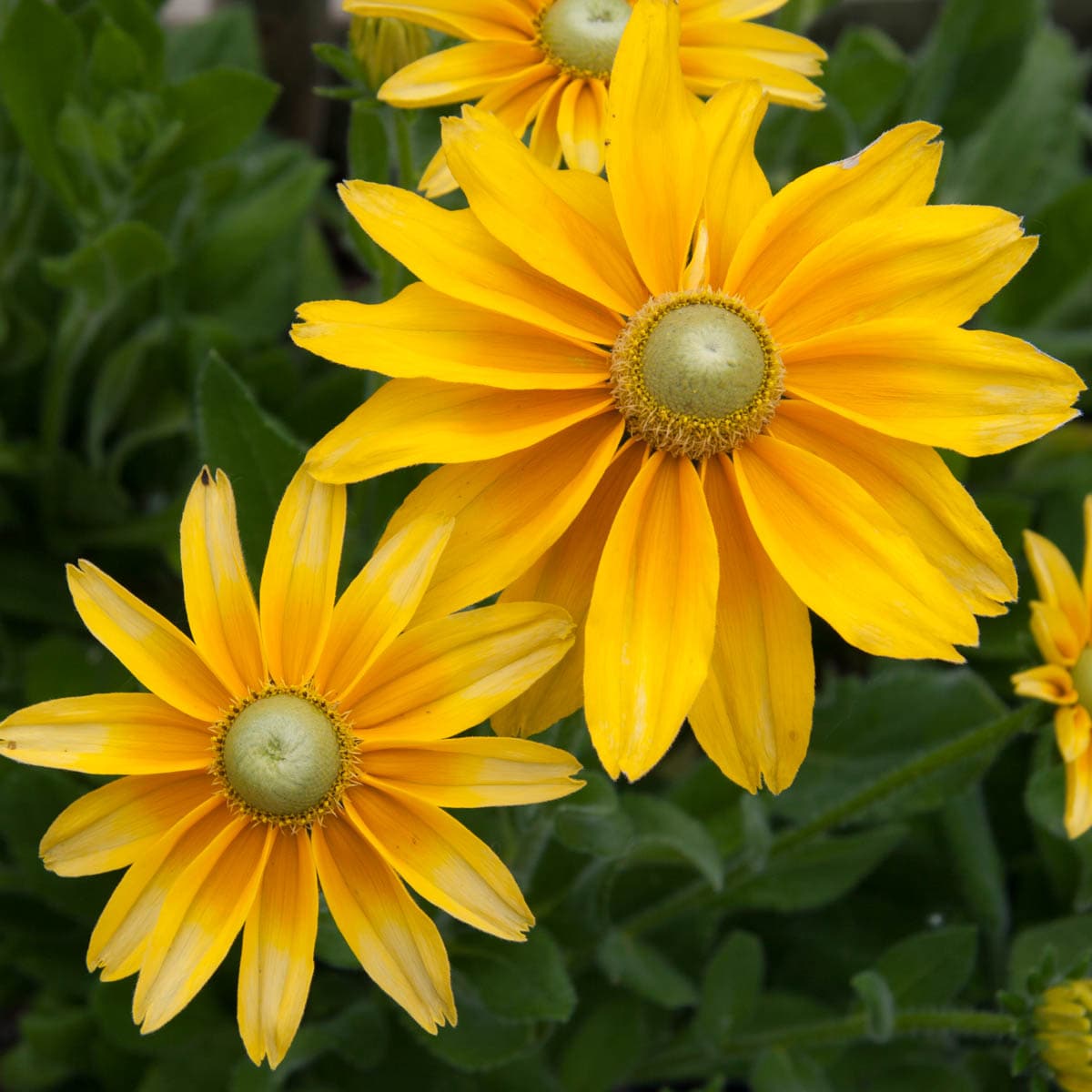 Breck's 90215 Yellow Prairie Sun Black Eyed Susan Plant in 4 -in Pot