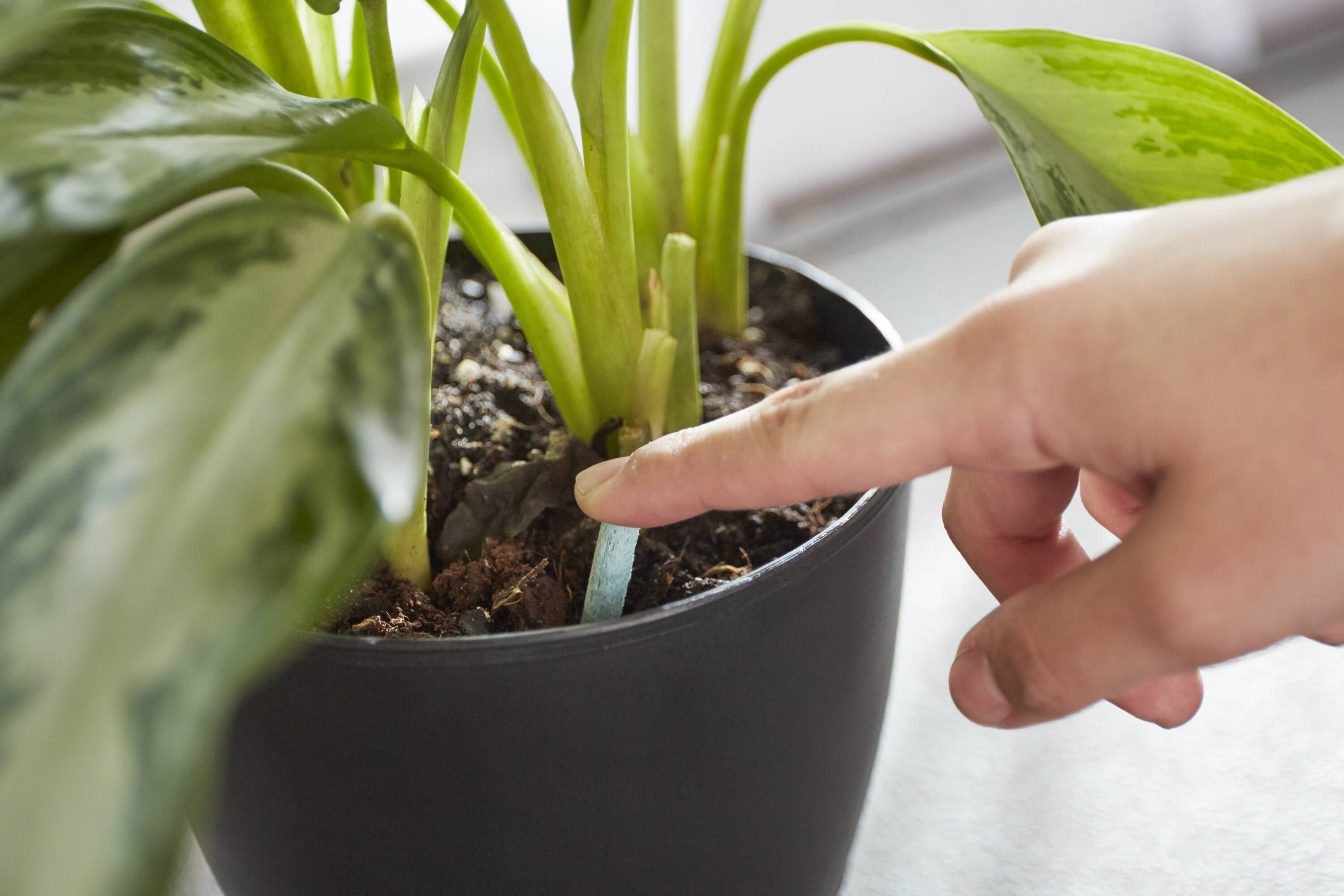 Miracle-Gro VB00004 Plant-Food - View #5
