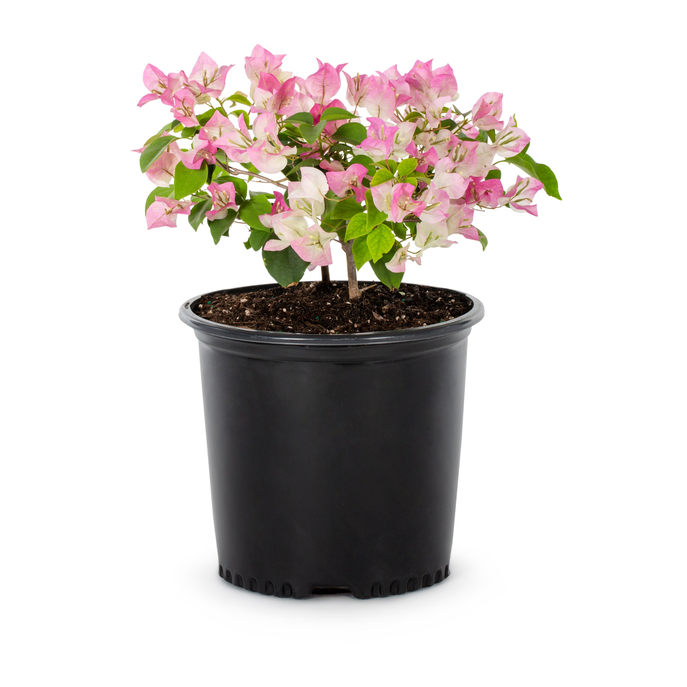 Lowe's 75409 Bougainvillea Flowering Shrub in 2.5 -Quart Pot 1 -Pack ,Multicolor Blooms