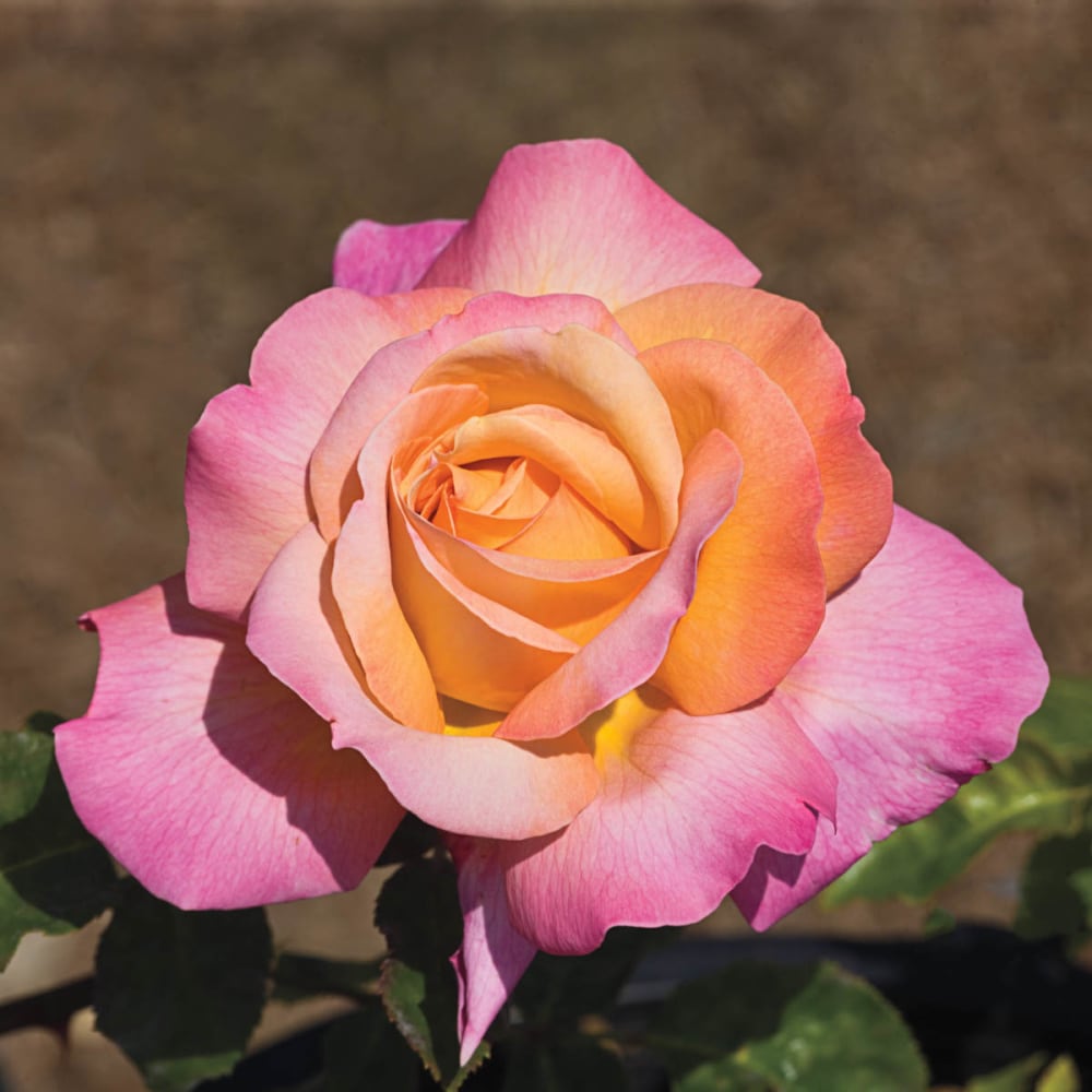 Spring Hill Nurseries 88166 roses - View #4