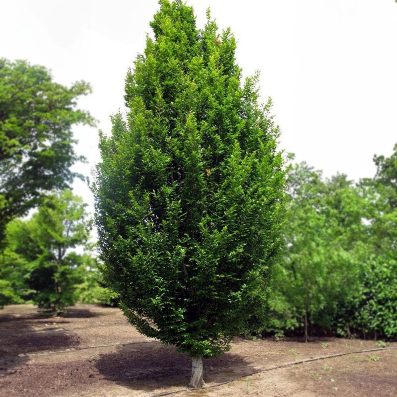 Southern Planters HORSKY01GH trees - View #3