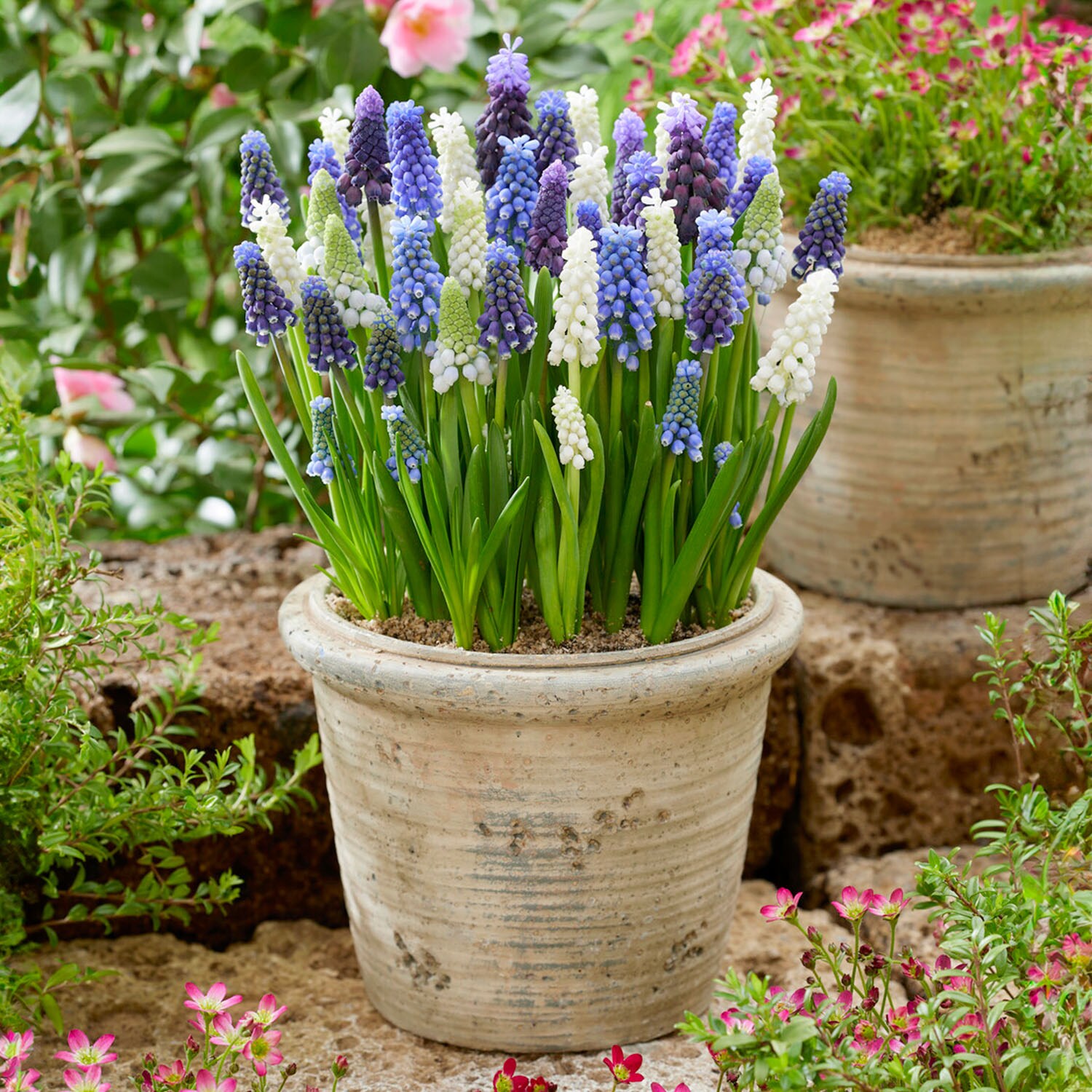Garden State Bulb ECF-157-50-01 Plant-Bulbs - View #6