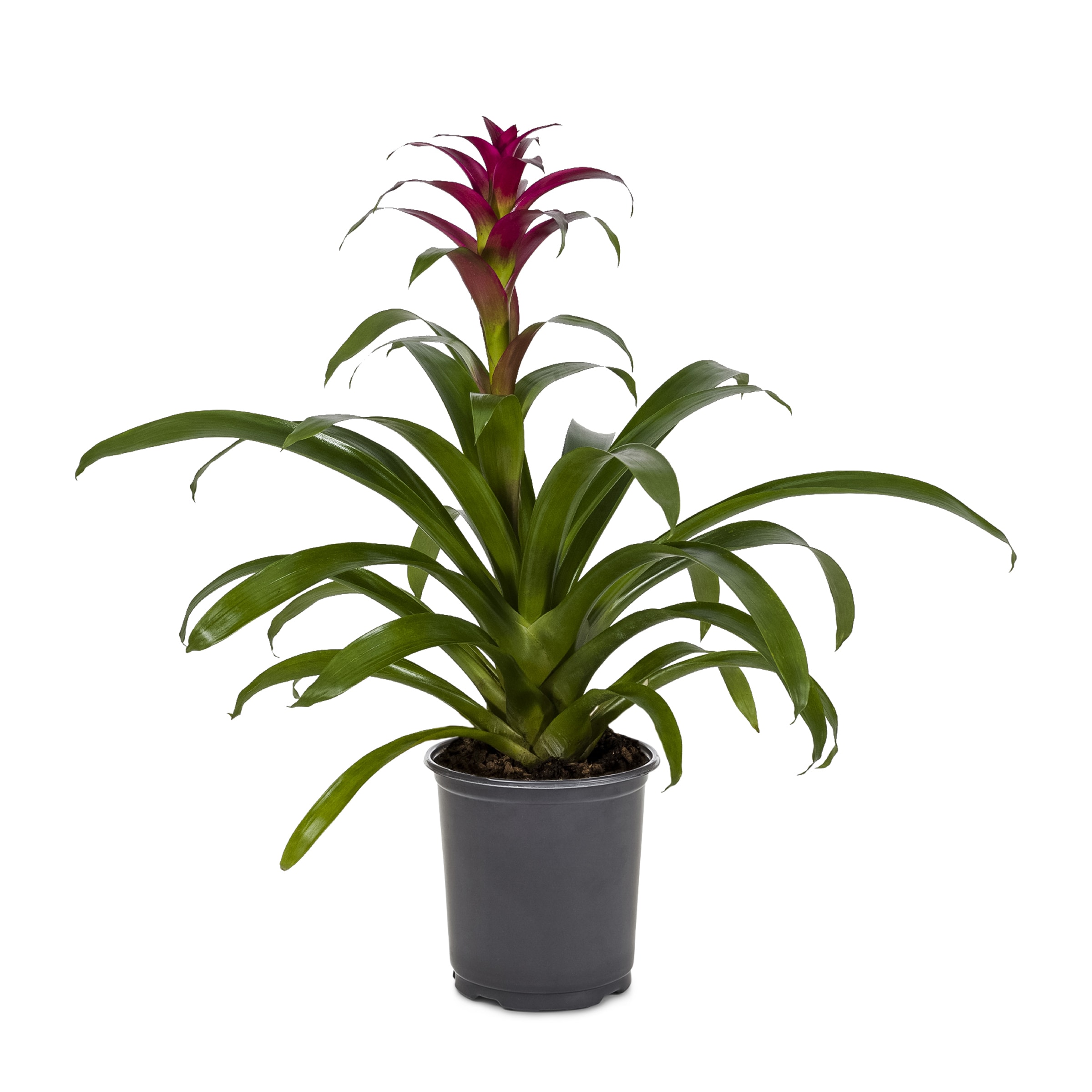 Lowe's 1.40 QT. BROMELIAD Mixed Bromeliads House plant in 1.40 Quart(s) Pot 1.0 -Pack