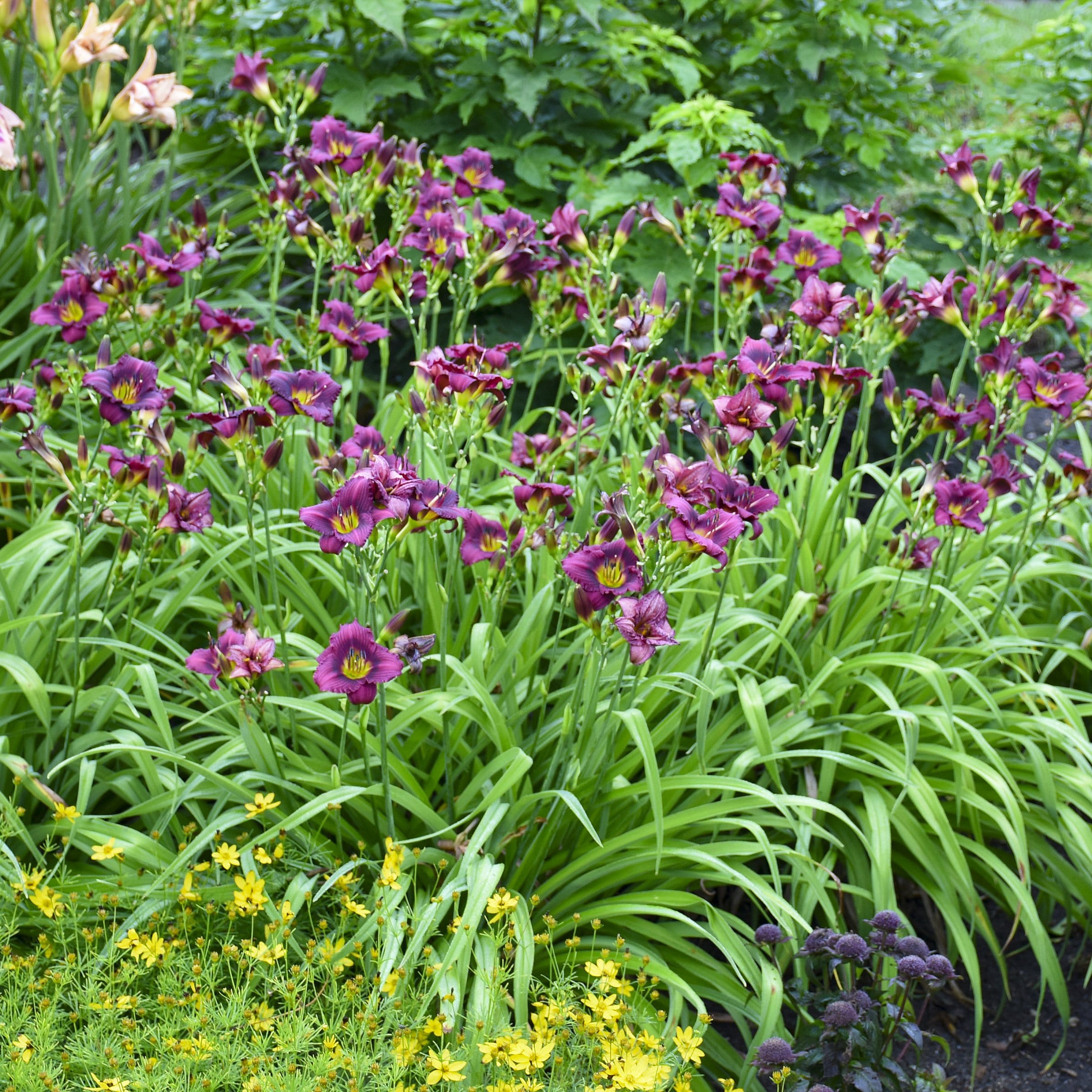 National Plant Network LW2608 perennials - View #4