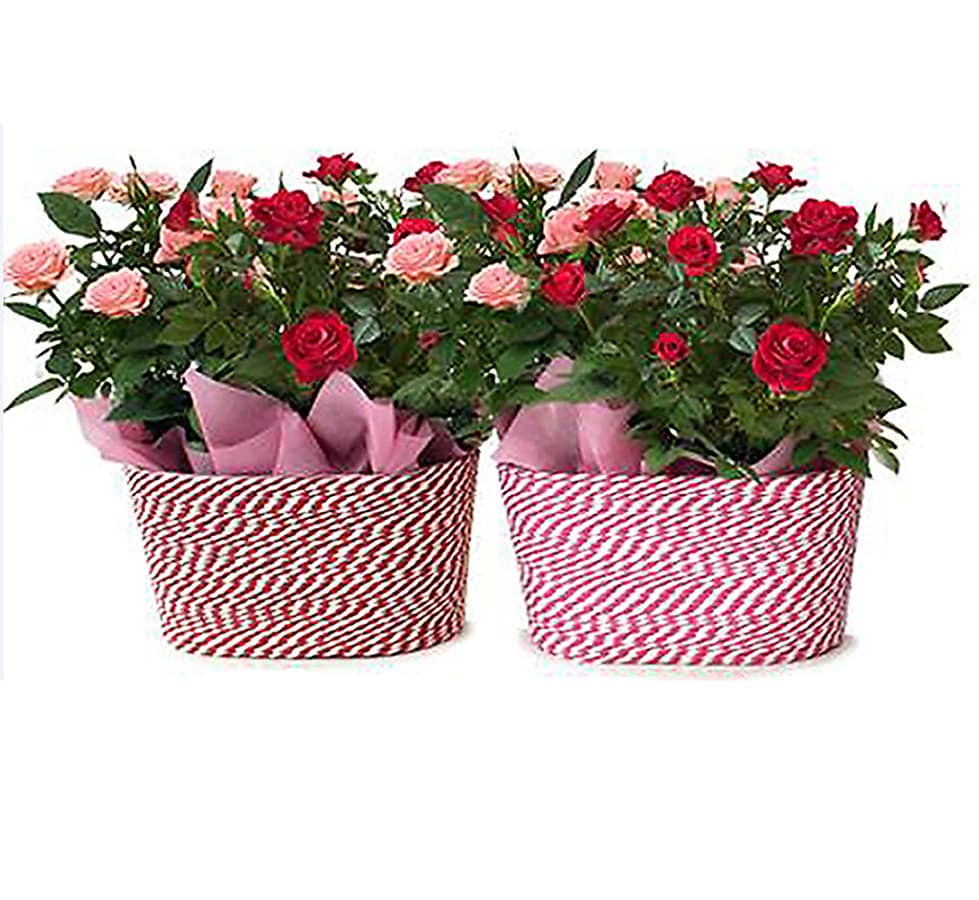  NURSERY Mixed Rose House Plant