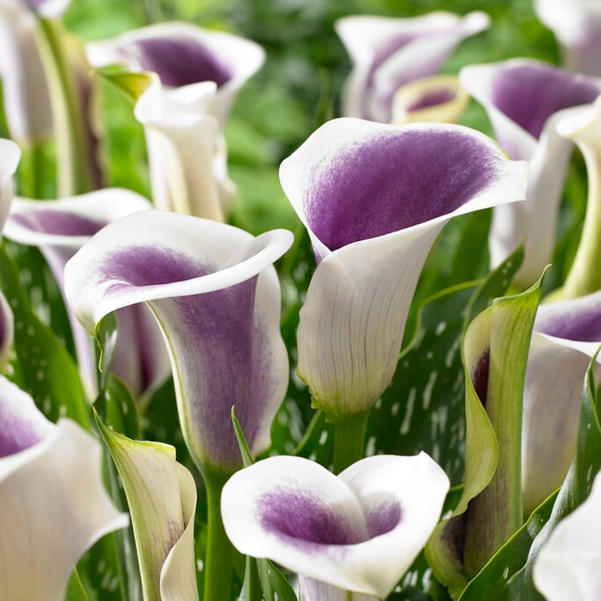 Van Zyverden Multicolor Callas Picasso Bulbs 3 Count
