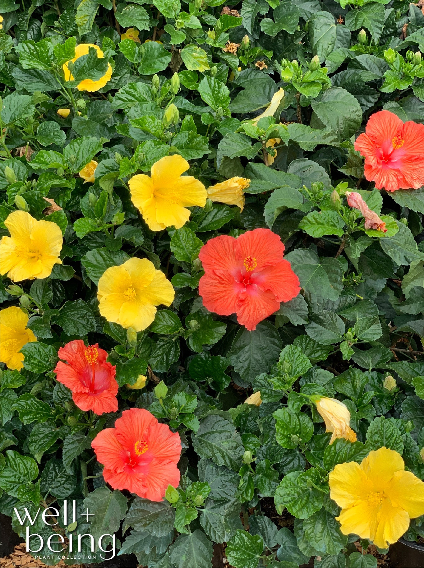  4048 perennials - View #3