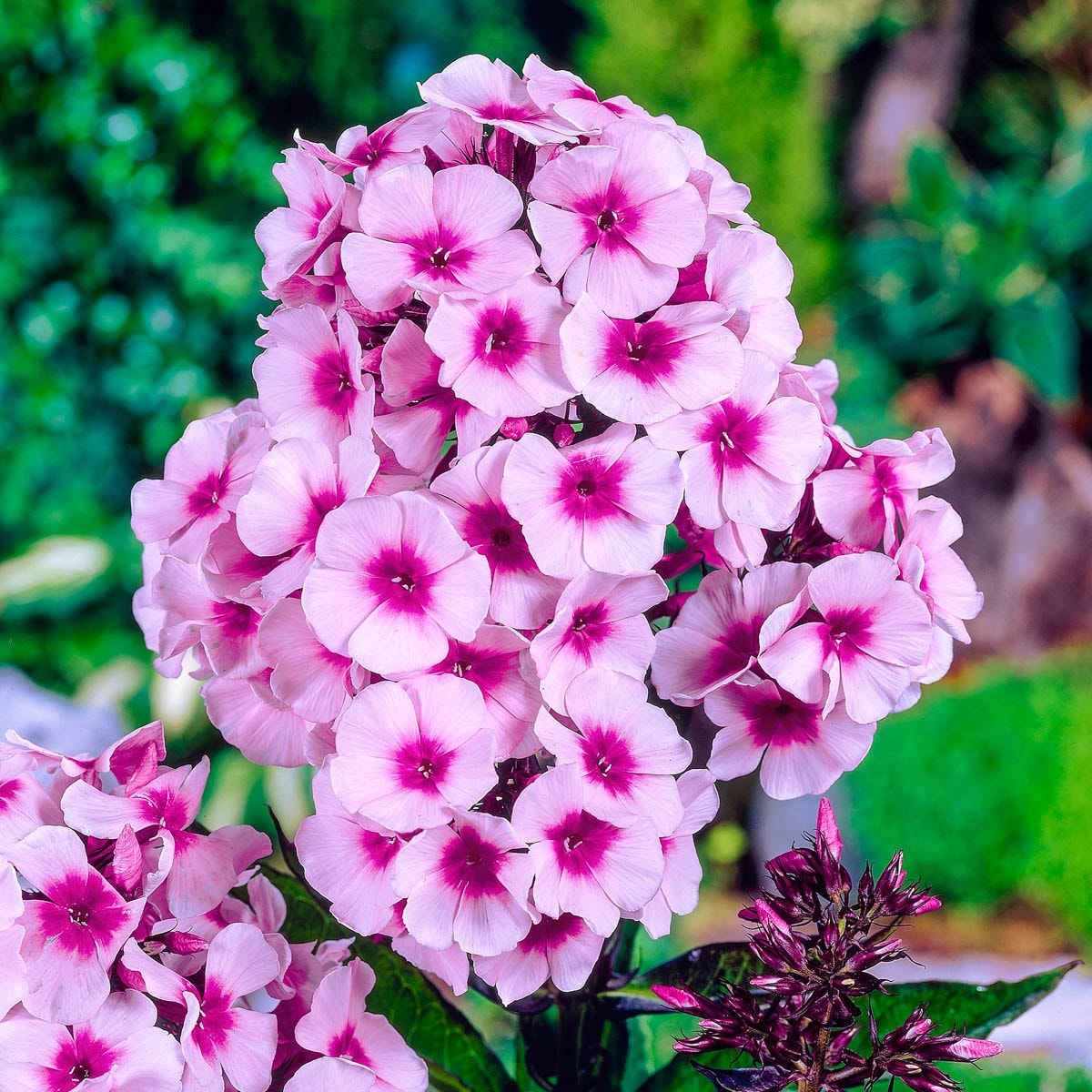 Spring Hill Nurseries Bright Tall Phlox Plants in 5-Pack Bareroot in the Perennials department at Lowes.com