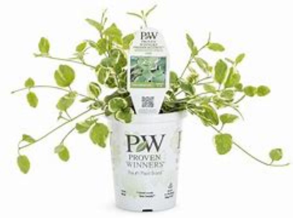 Proven Winners 3209607 Multicolor VINCA in 1 Pint Pot 1 -Pack