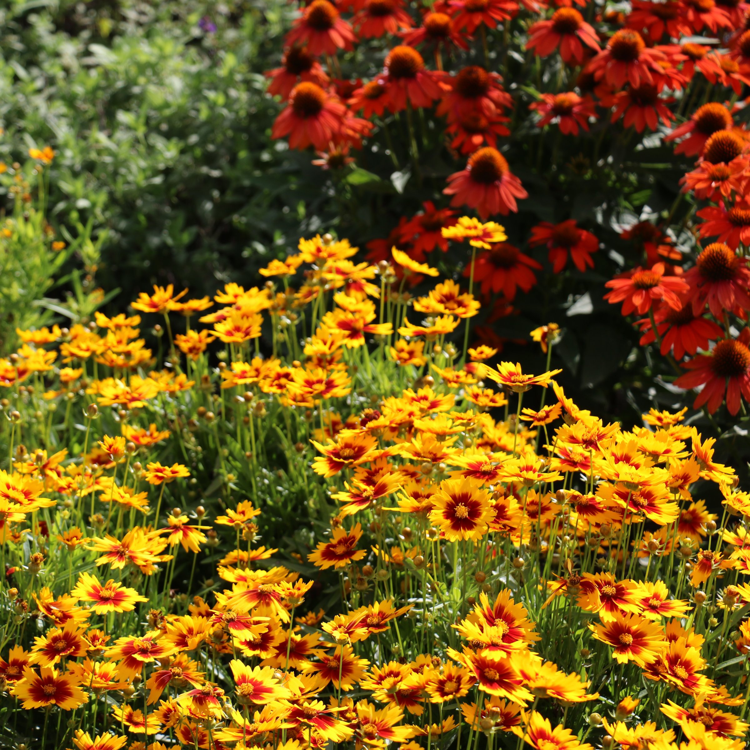 National Plant Network LW2196 perennials - View #6