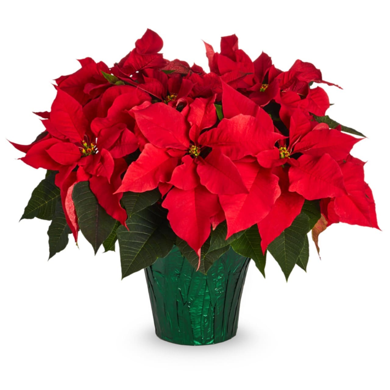 Pineae Greenhouses 2-Quart Fresh Christmas Potted Poinsettia in the ...