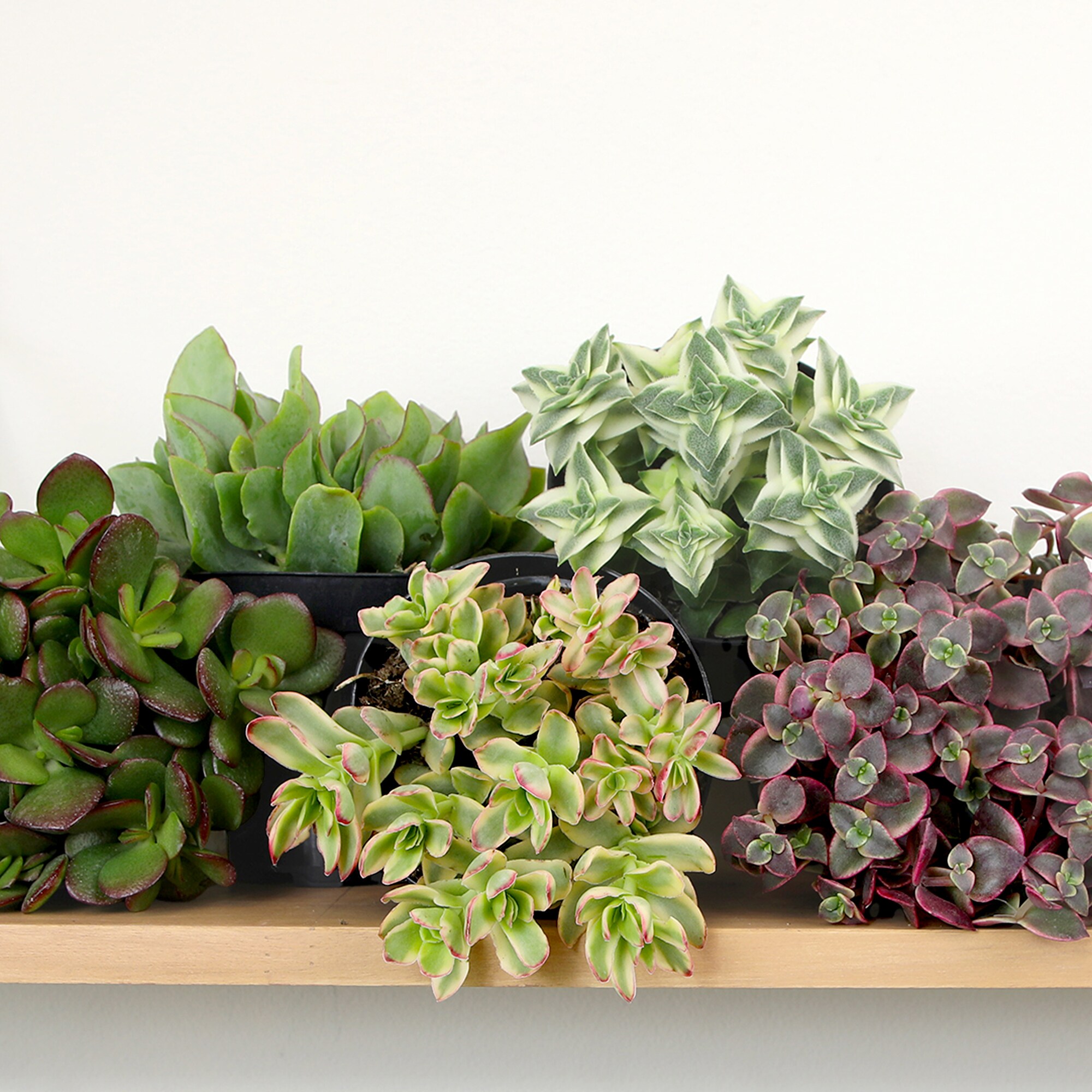 Altman Plants 0873250 Cacti-Succulents - View #4