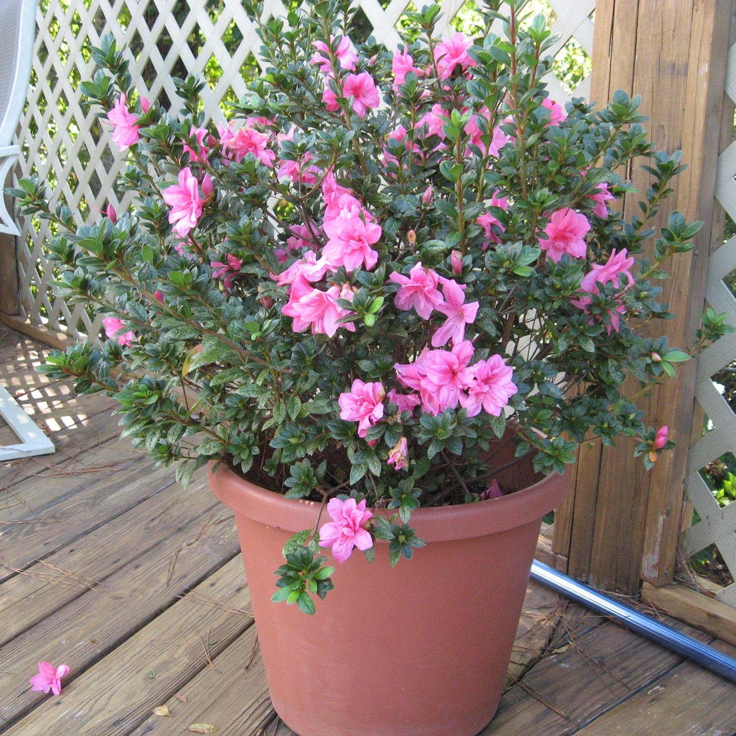 Encore Azalea Pink Autumn Empress Azalea Flowering Shrub in 1-Gallon ...