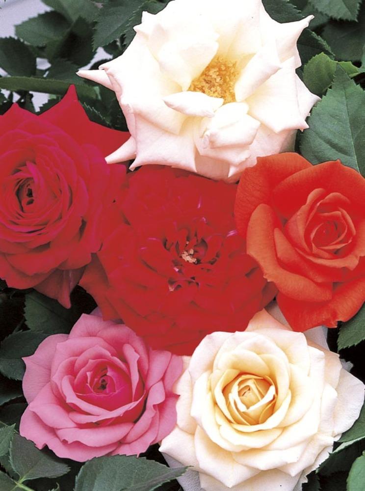  NURSERY 2.87-Quart in Pot Multicolor Assorted Miniature Roses (L11449)