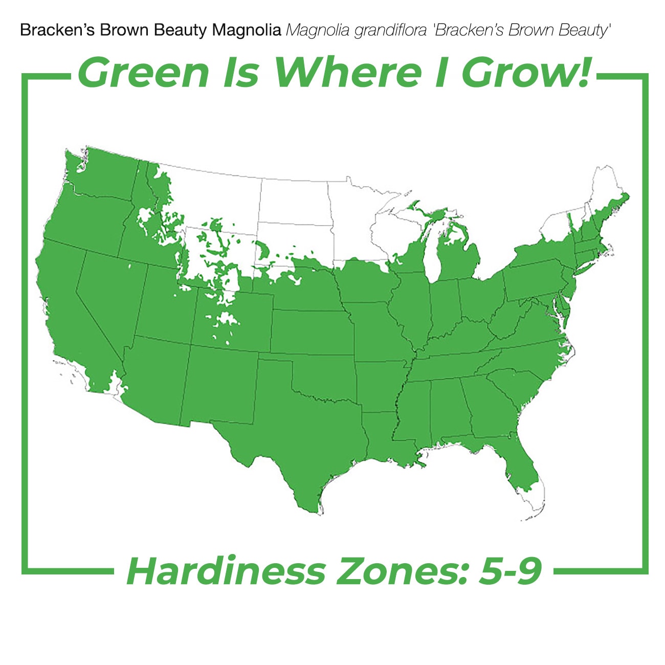 Perfect Plants LOBRACKENBROWN5G trees - View #4