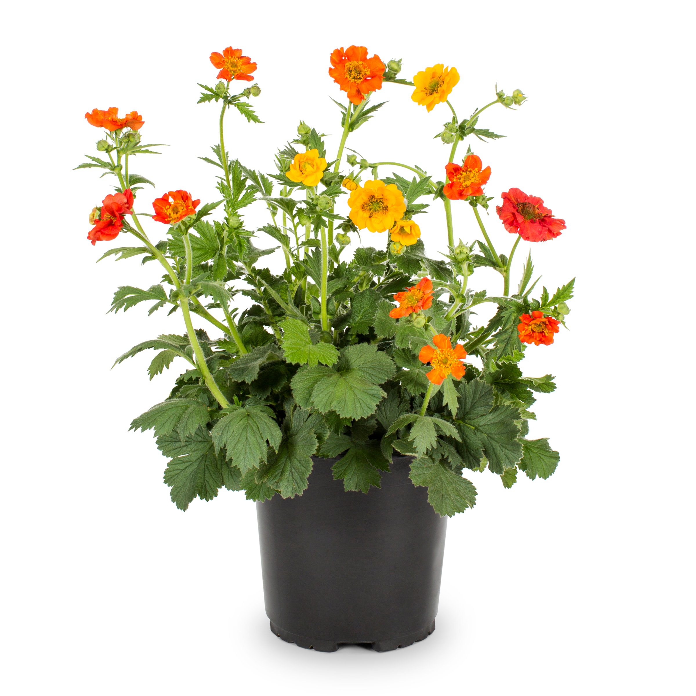 Lowe's NURSERY Multicolor Avens Plant in 2.5-Quart Pot