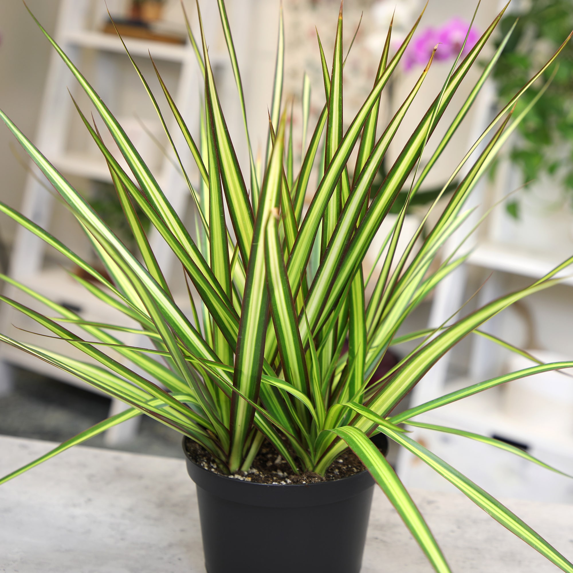 Altman Plants Dracaena 'sunray' House Plant in 6-in Pot 0881592 at ...