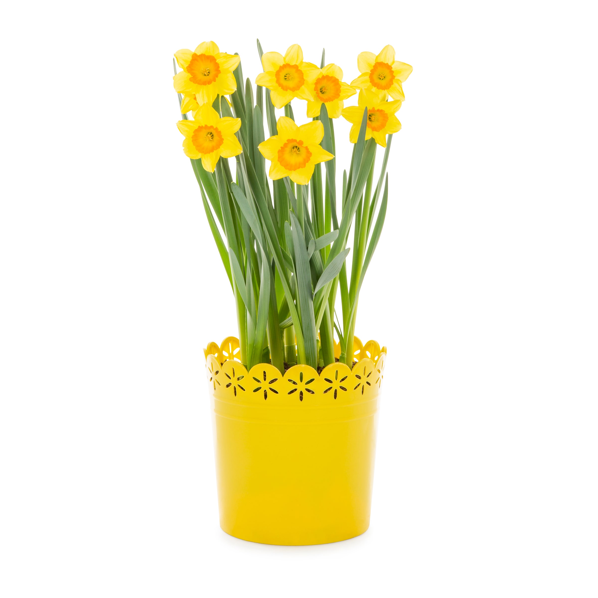 Lowe's NURSERY Multicolor Daffodil Bulb in 3 Quart(s) Pot 1 -Pack