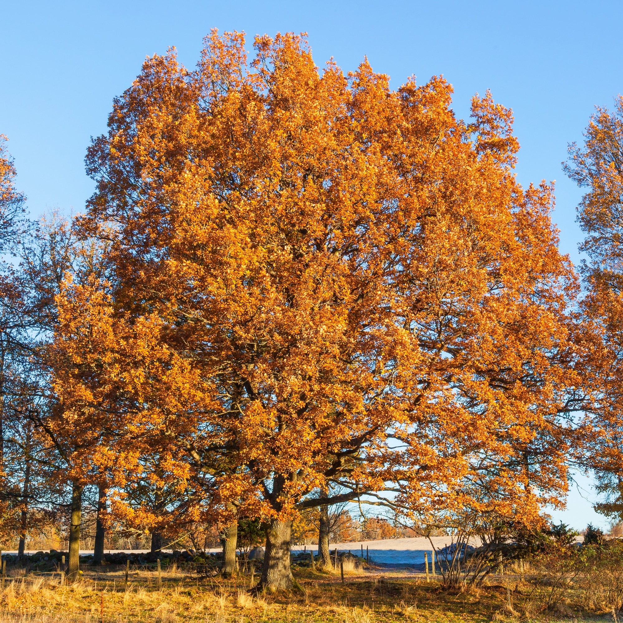 National Plant Network LW3036 trees - View #2