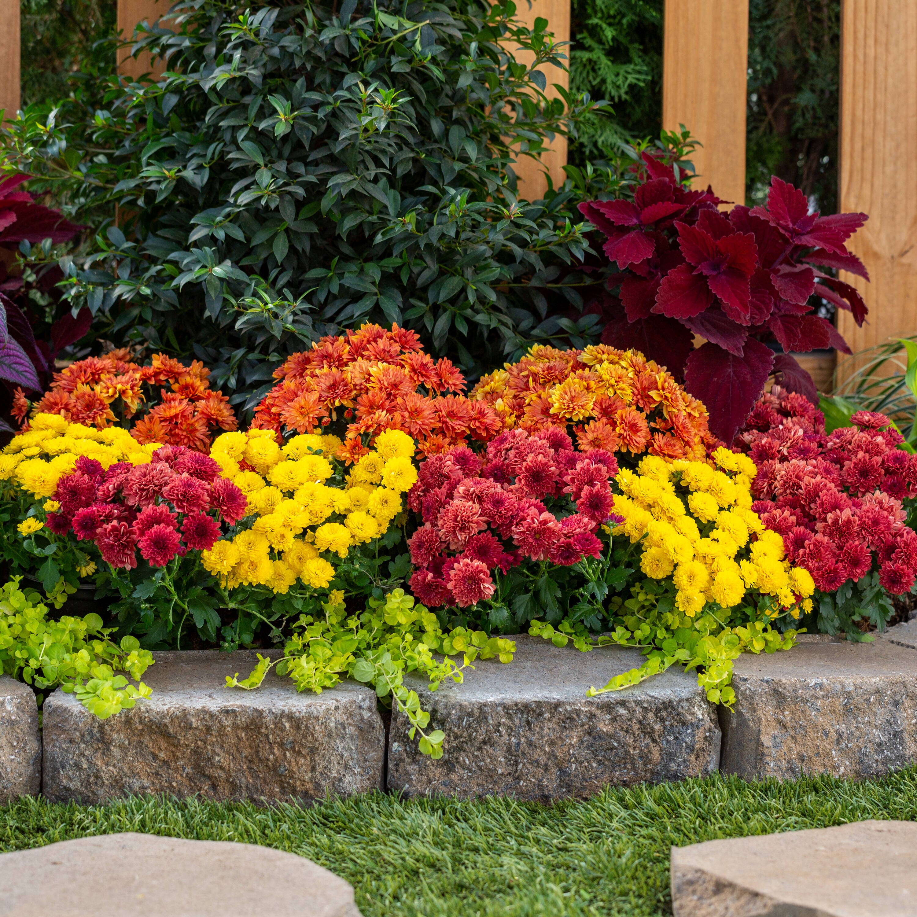  DTC-080023 annuals - View #4