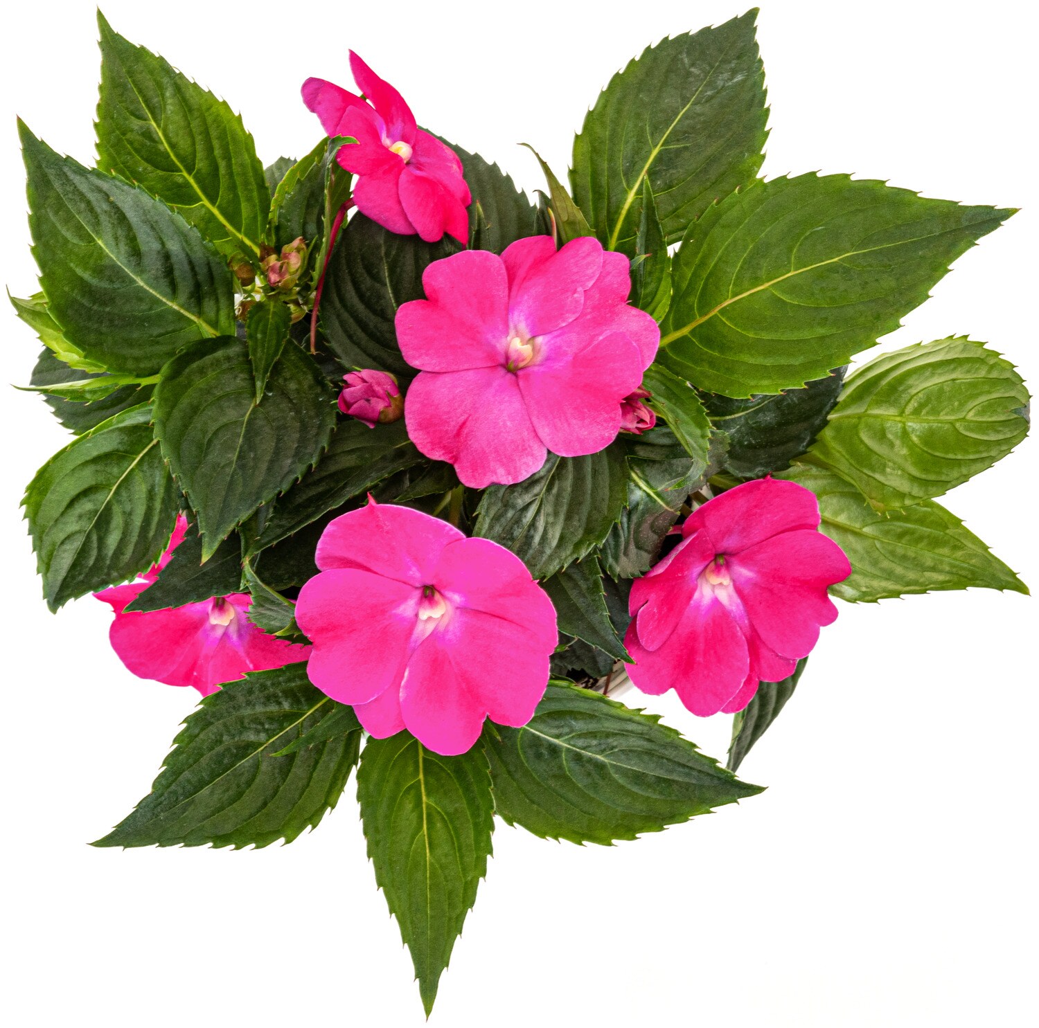 Miracle-Gro 201301 annuals - View #2
