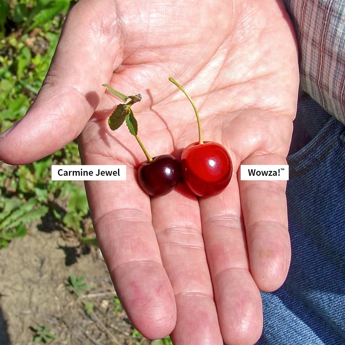 Gurney's Seed and Nursery 87627 Fruit-Plants - View #2