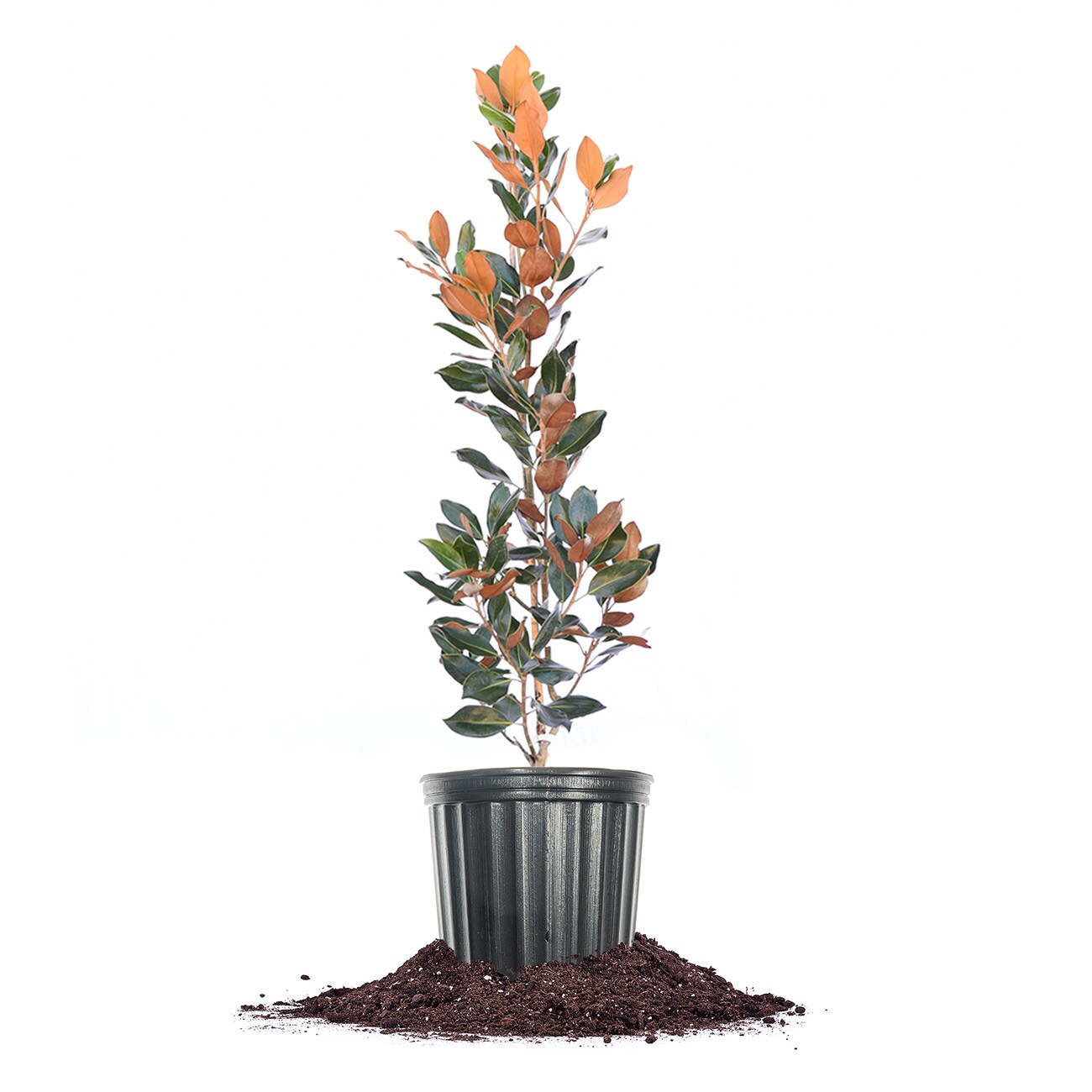 Perfect Plants LOBRACKENBROWN3G 3 -Gallon White Flowering Bracken's Brown Beauty Magnolia In pot (with soil)