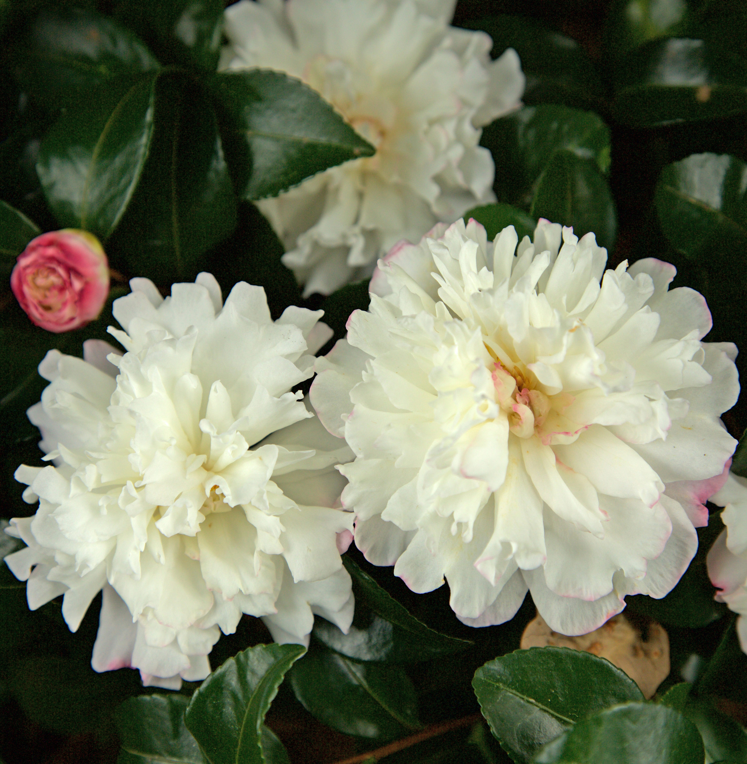 October Magic® Snow™ Camellia Shrubs Near Me at Lowes.com