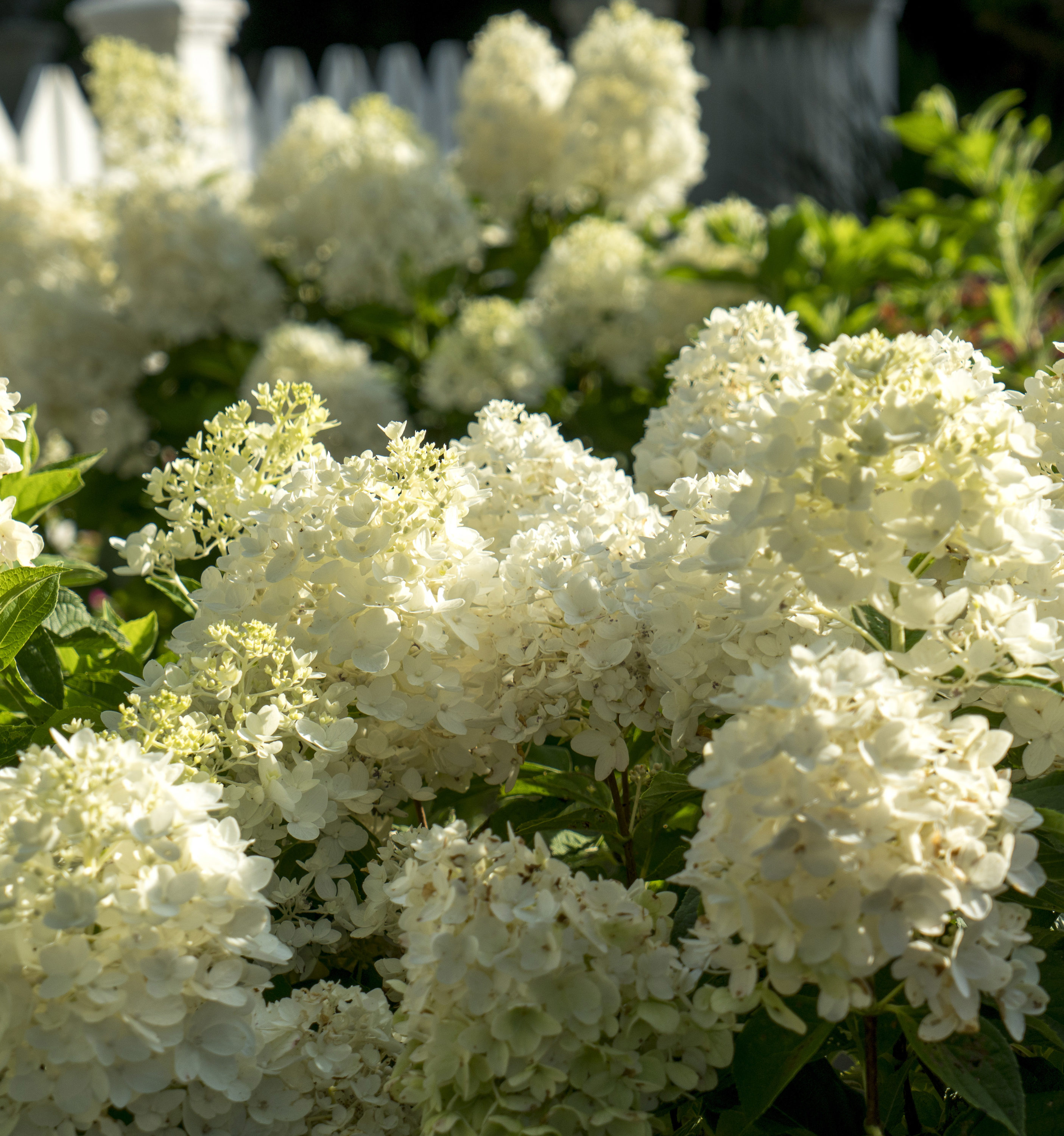 Moon Dance® Hydrangea Shrubs at Lowes.com