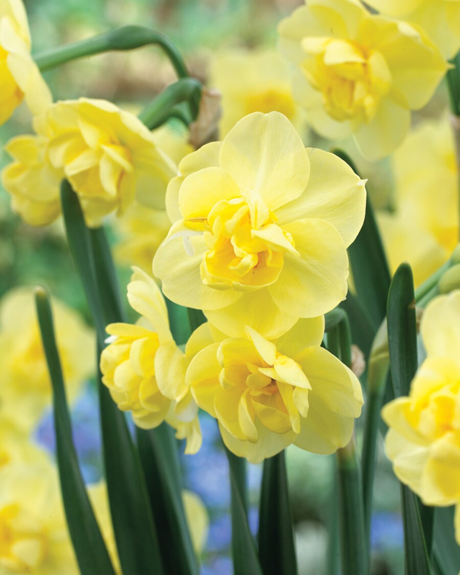 Lowe's 23114P Yellow Daffodil Yellow Cheerfulness Bulbs 12-Count
