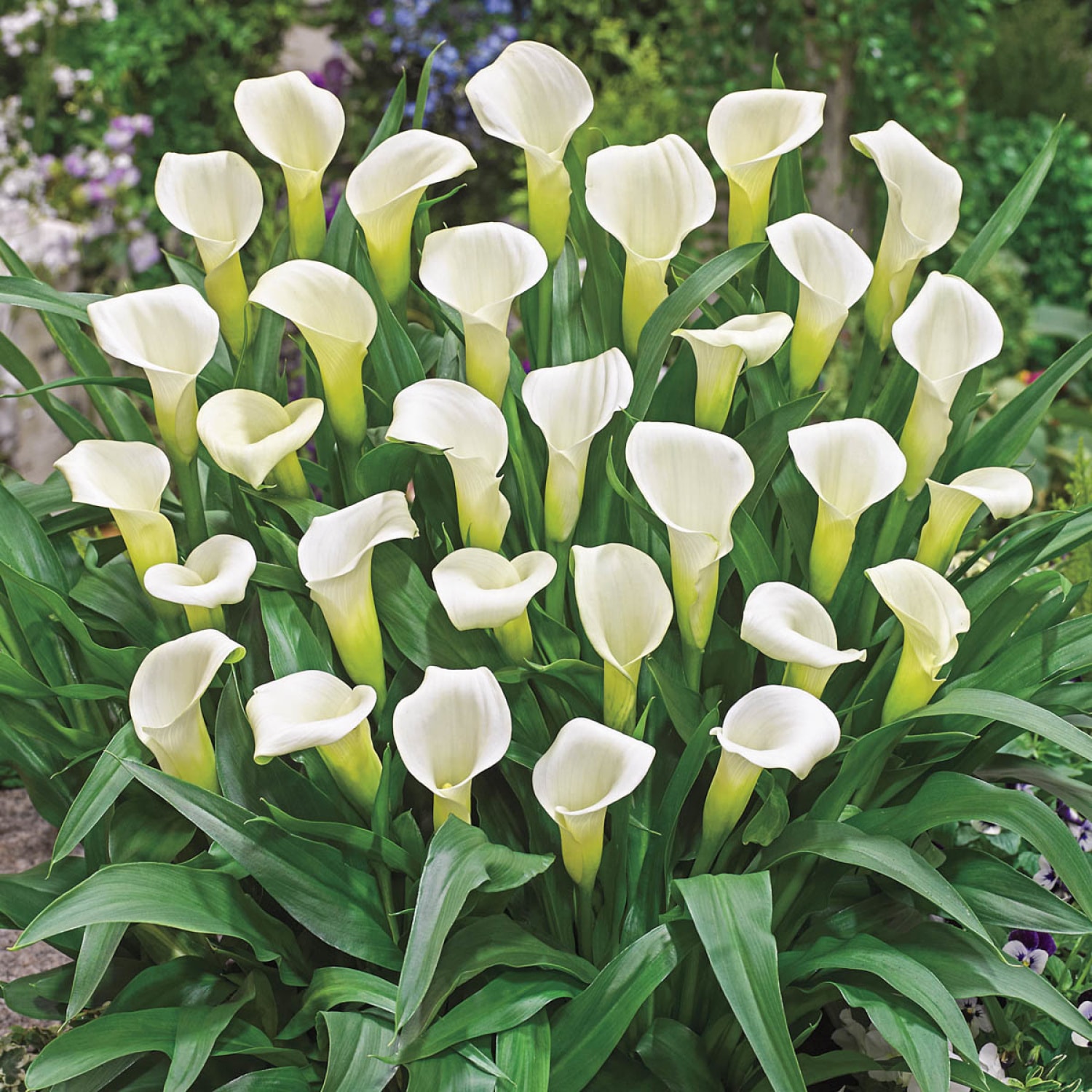 Breck's 83042 White Flowering Crystal Clear Calla Lily Bulbs 1 Count