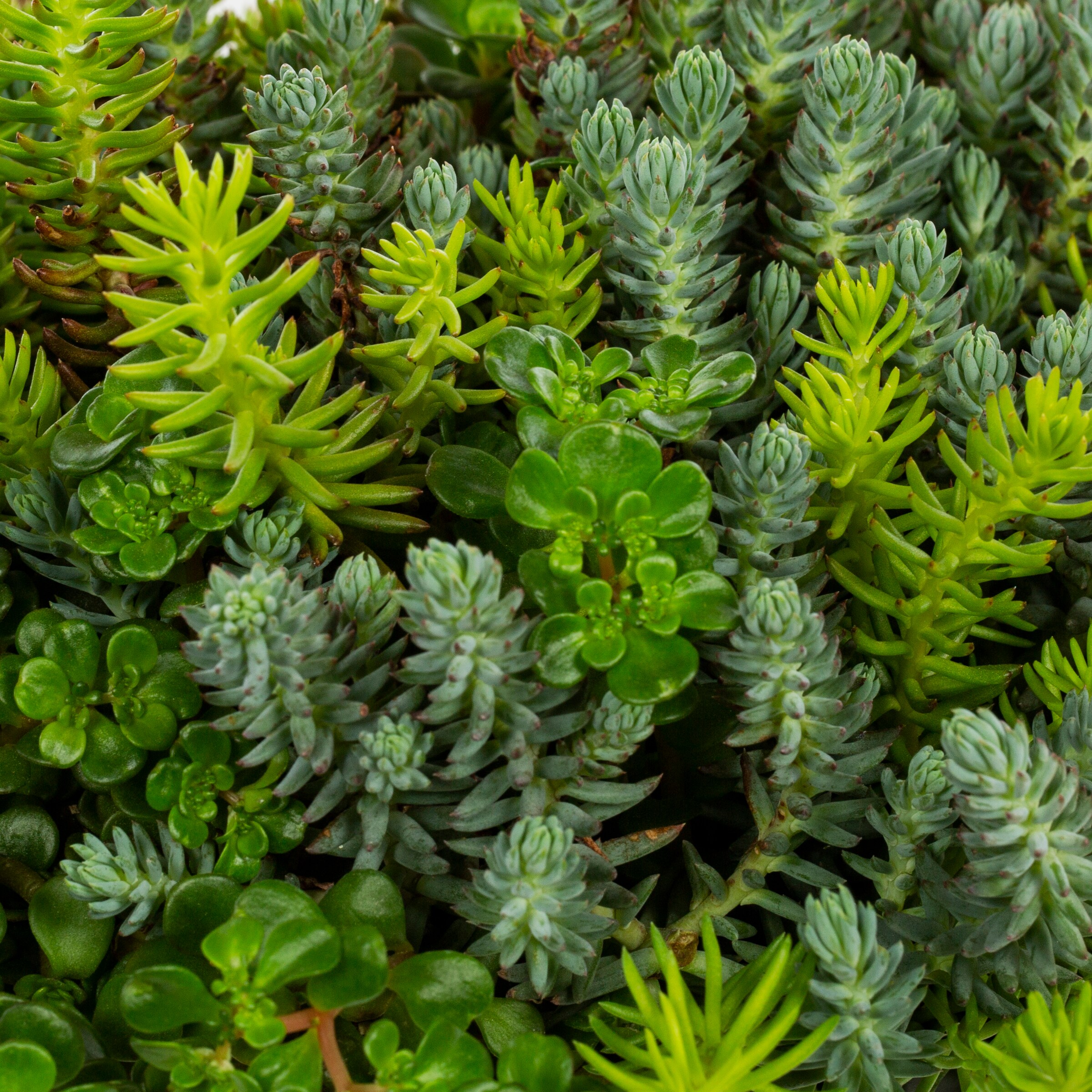 Lowe's NURSERY perennials - View #2
