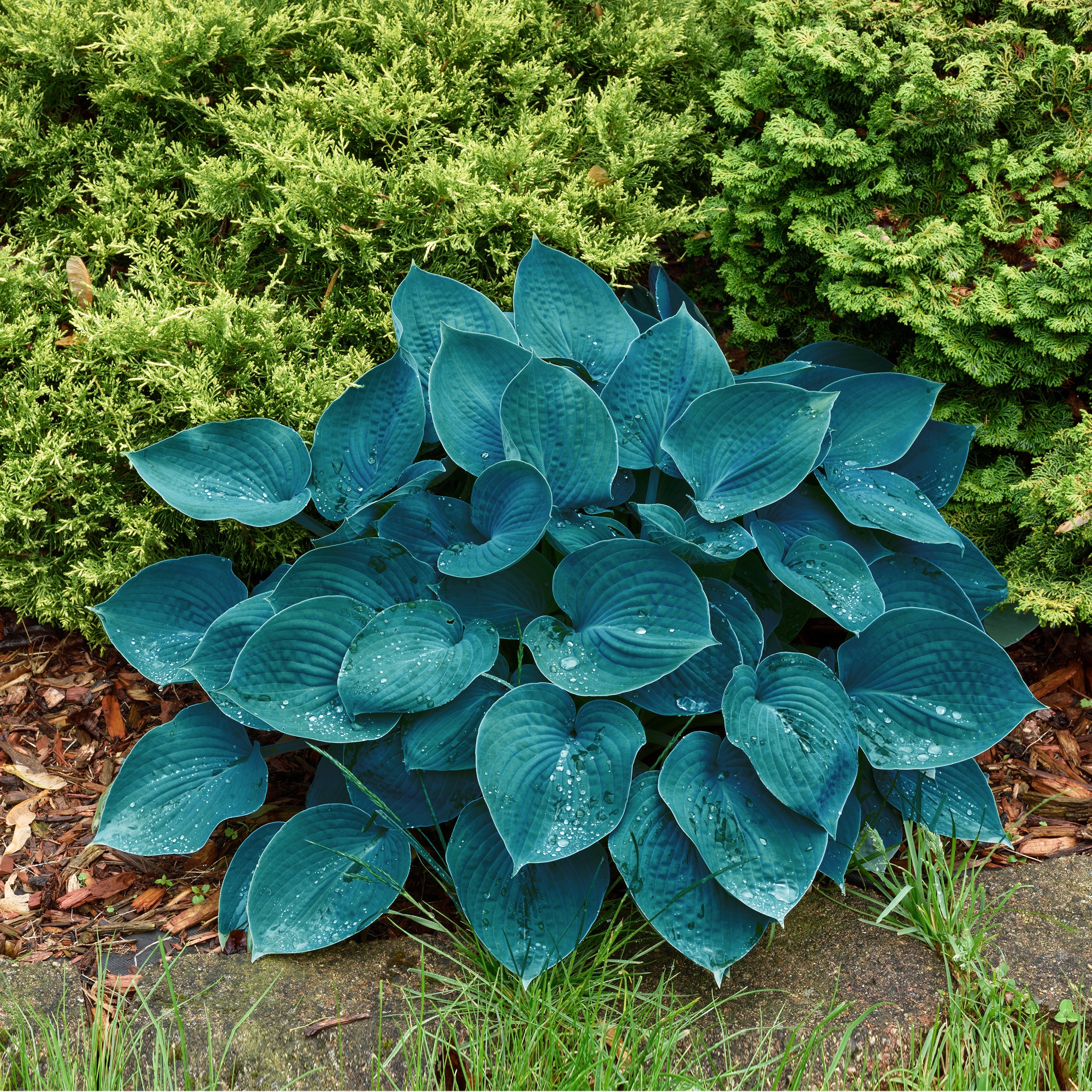 Garden State Bulb ECS-77-03-01 Plant-Bulbs - View #6