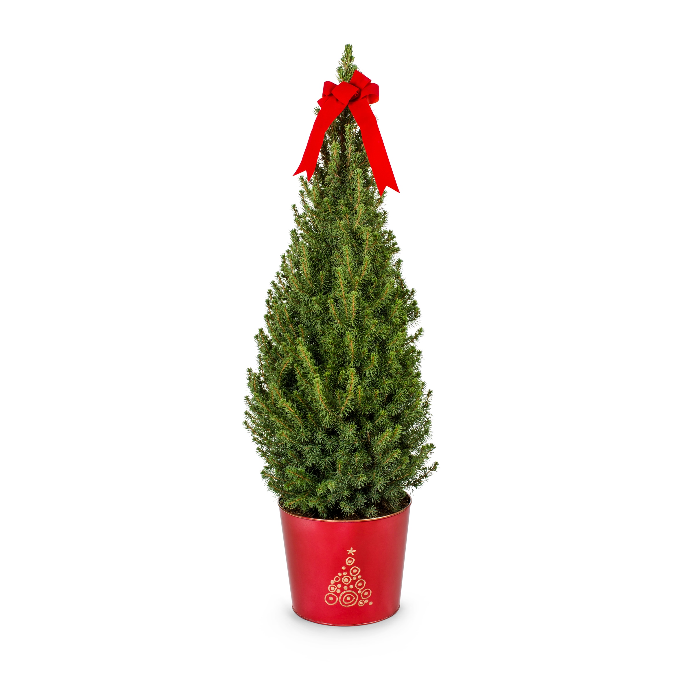 Alberta Spruce Plants, Bulbs & Seeds at Lowes.com